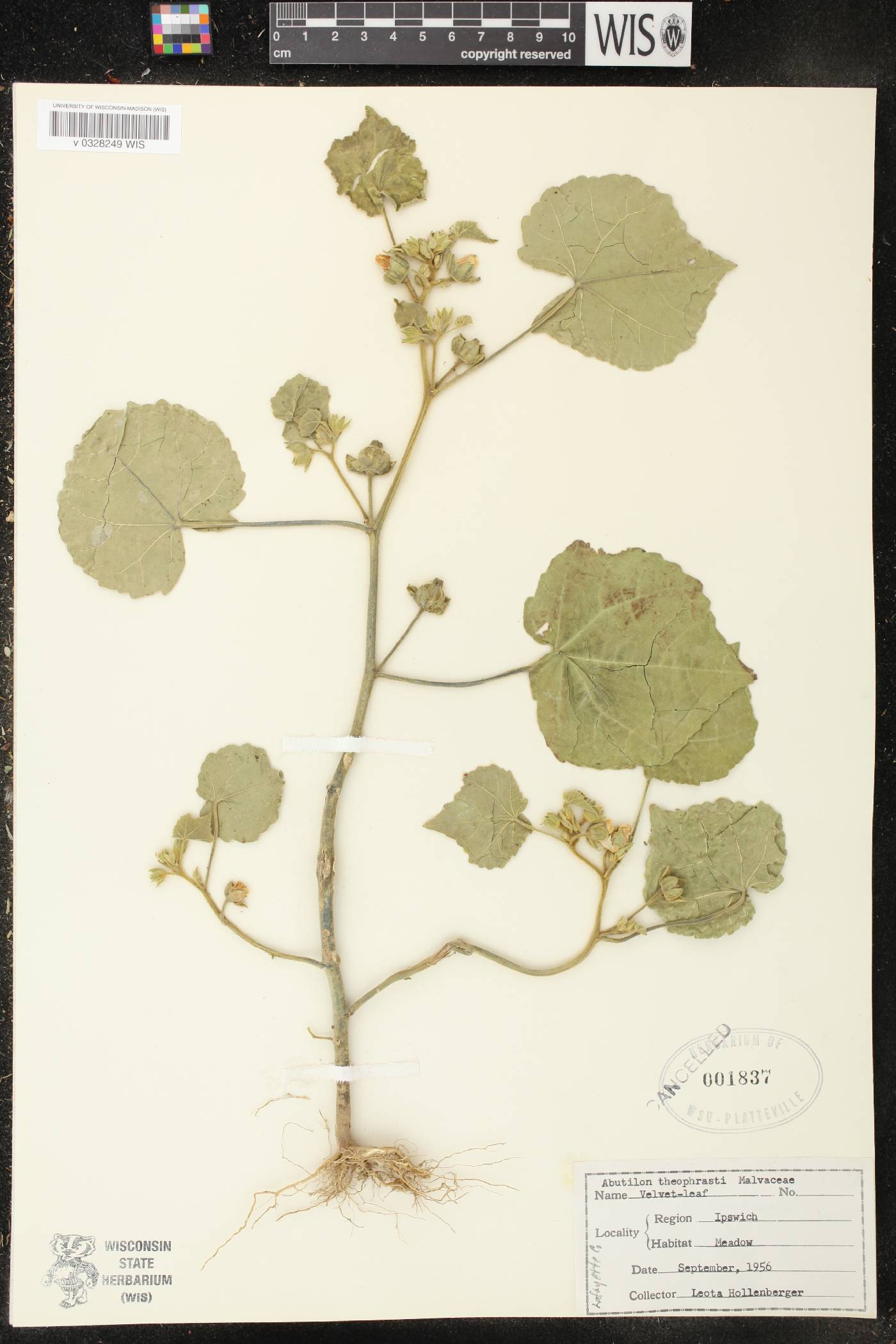 Abutilon theophrasti image