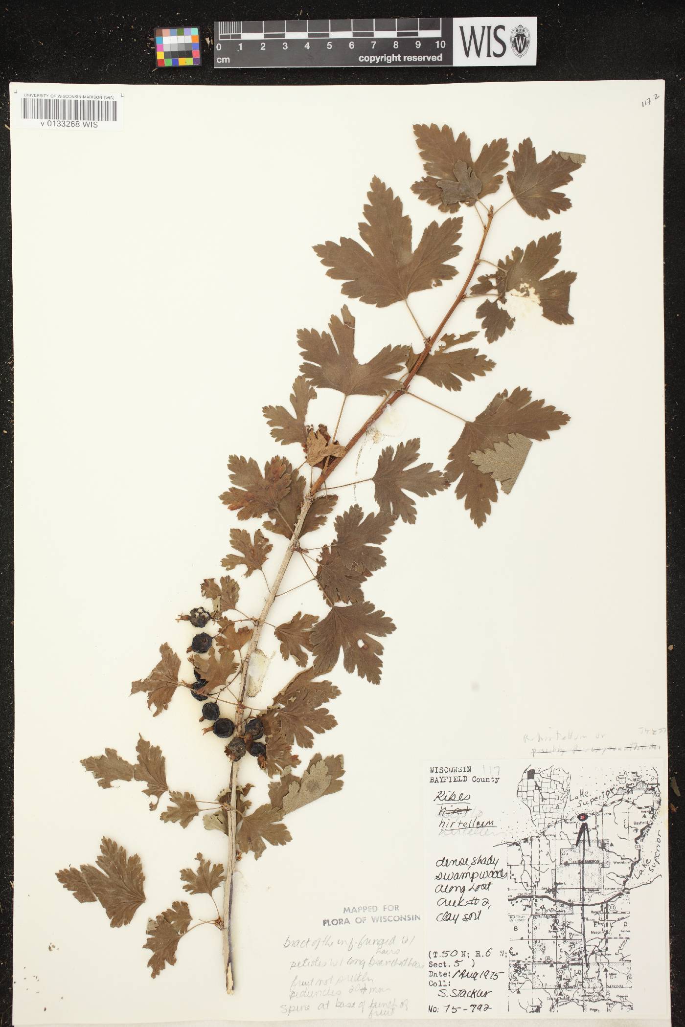 Ribes hirtellum image