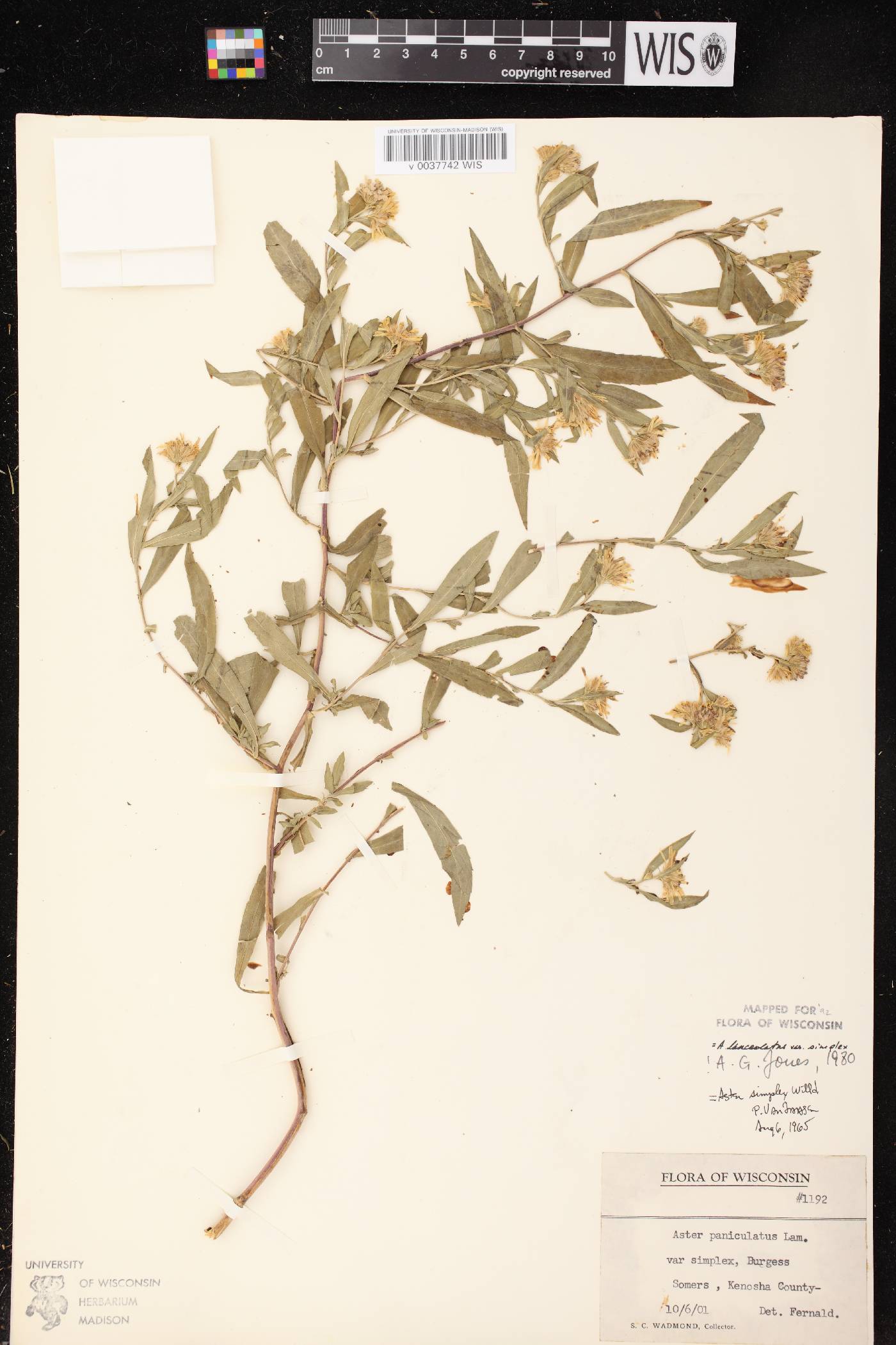 Symphyotrichum lanceolatum var. lanceolatum image
