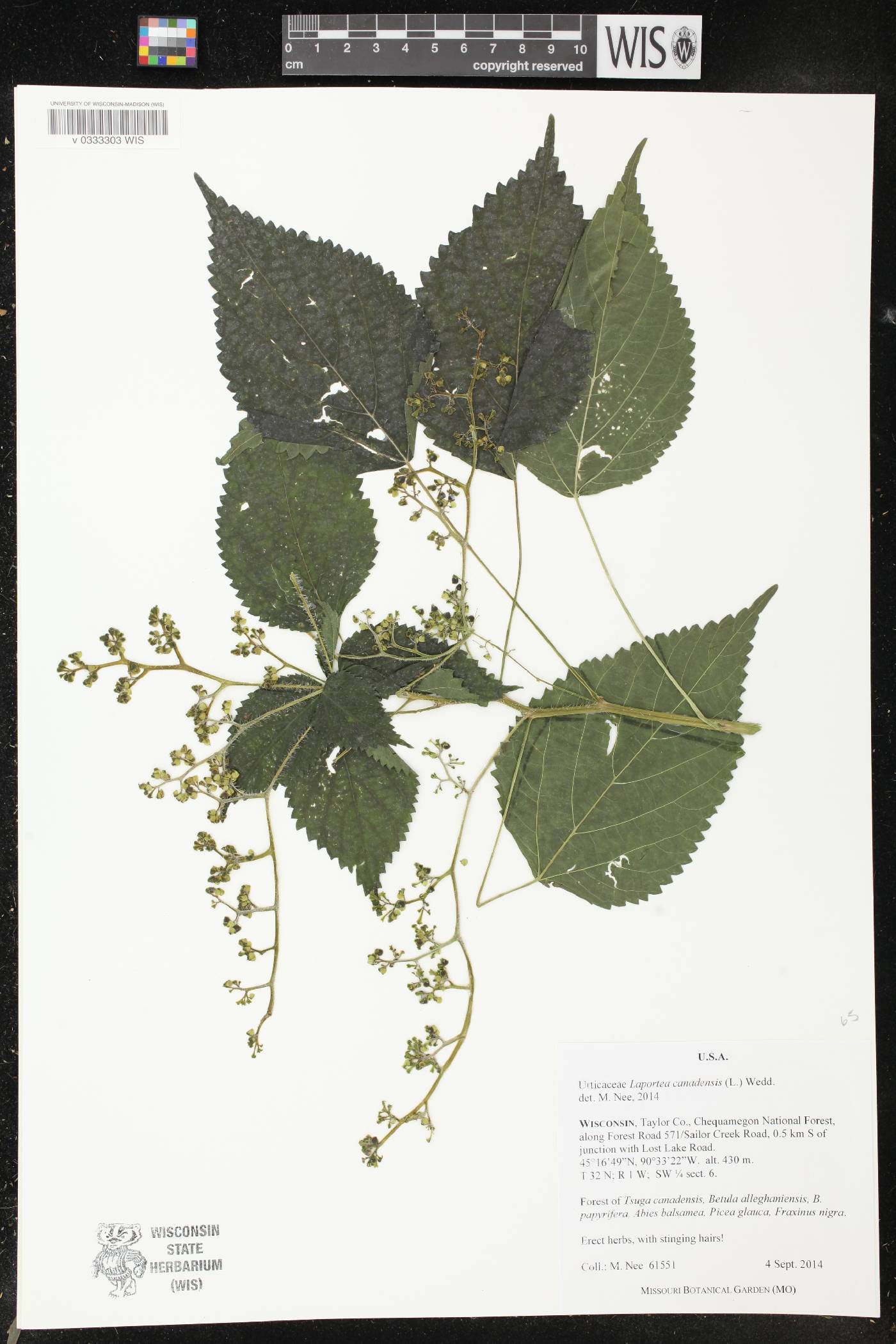 Laportea canadensis image