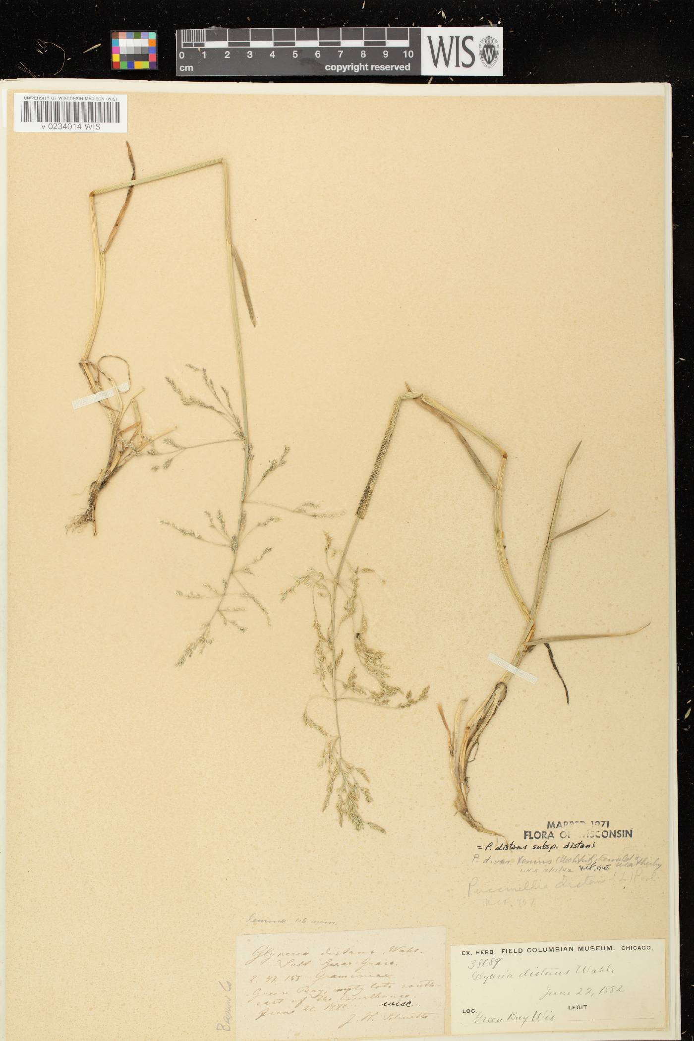 Puccinellia distans subsp. distans image