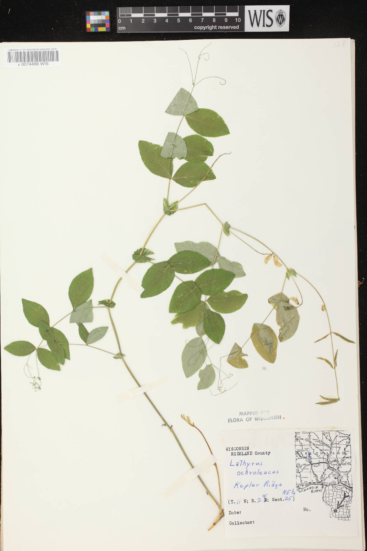 Lathyrus ochroleucus image