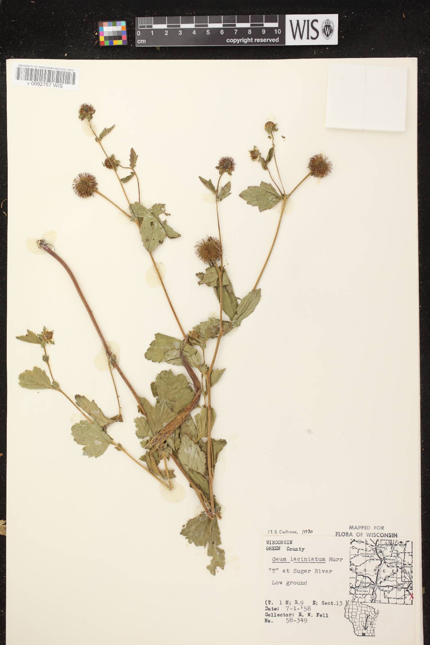 Geum laciniatum image