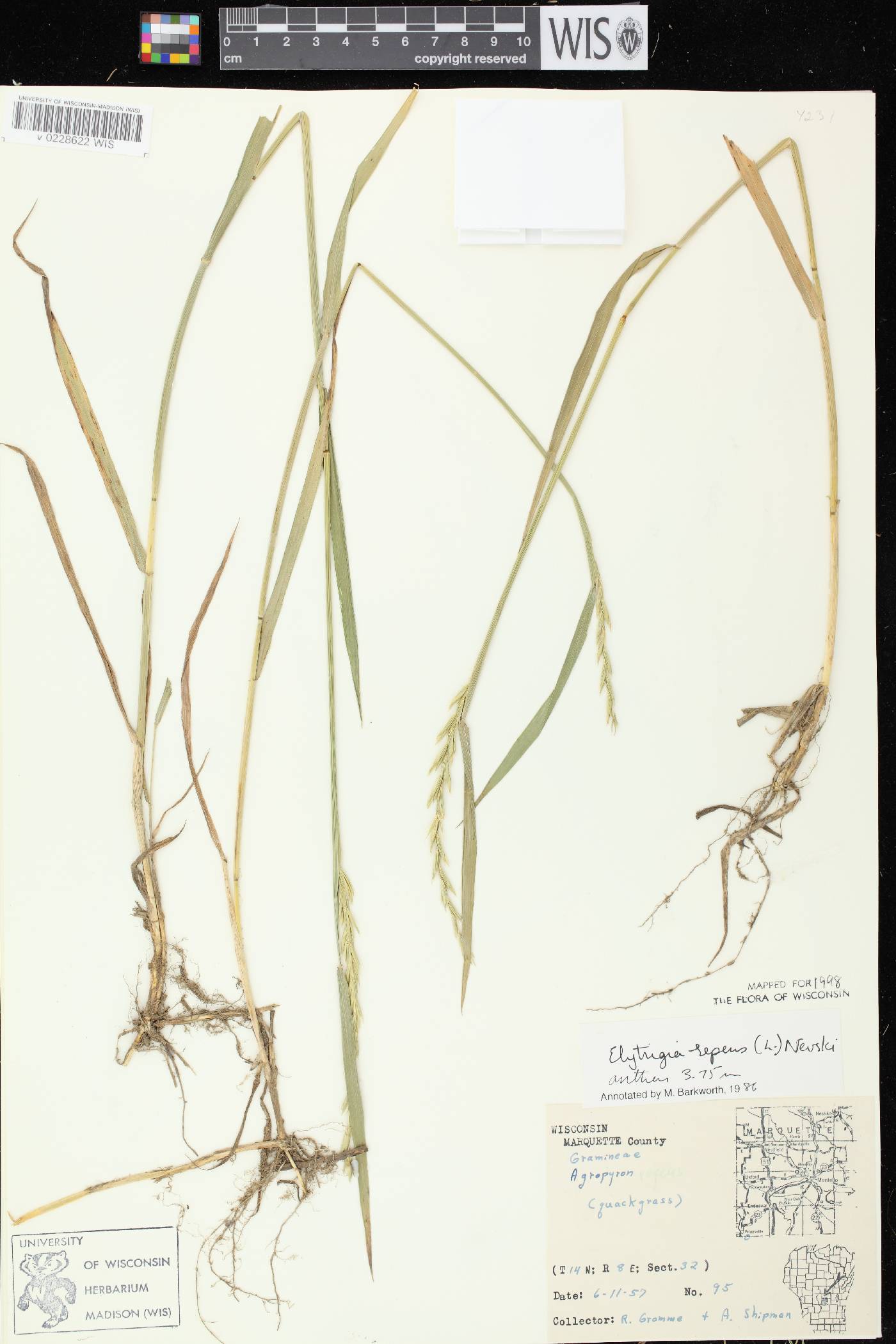 Elymus repens image