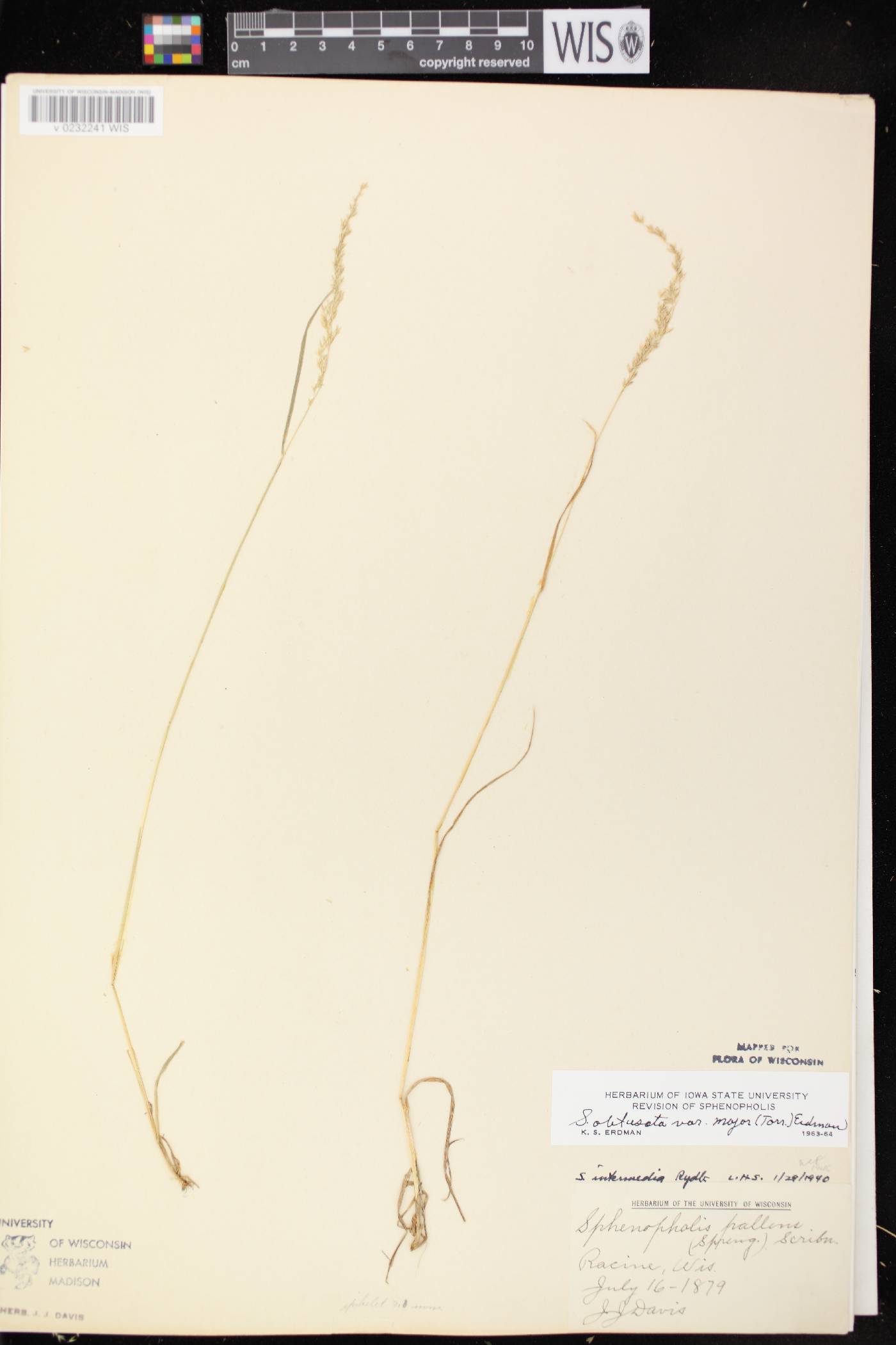 Sphenopholis intermedia image