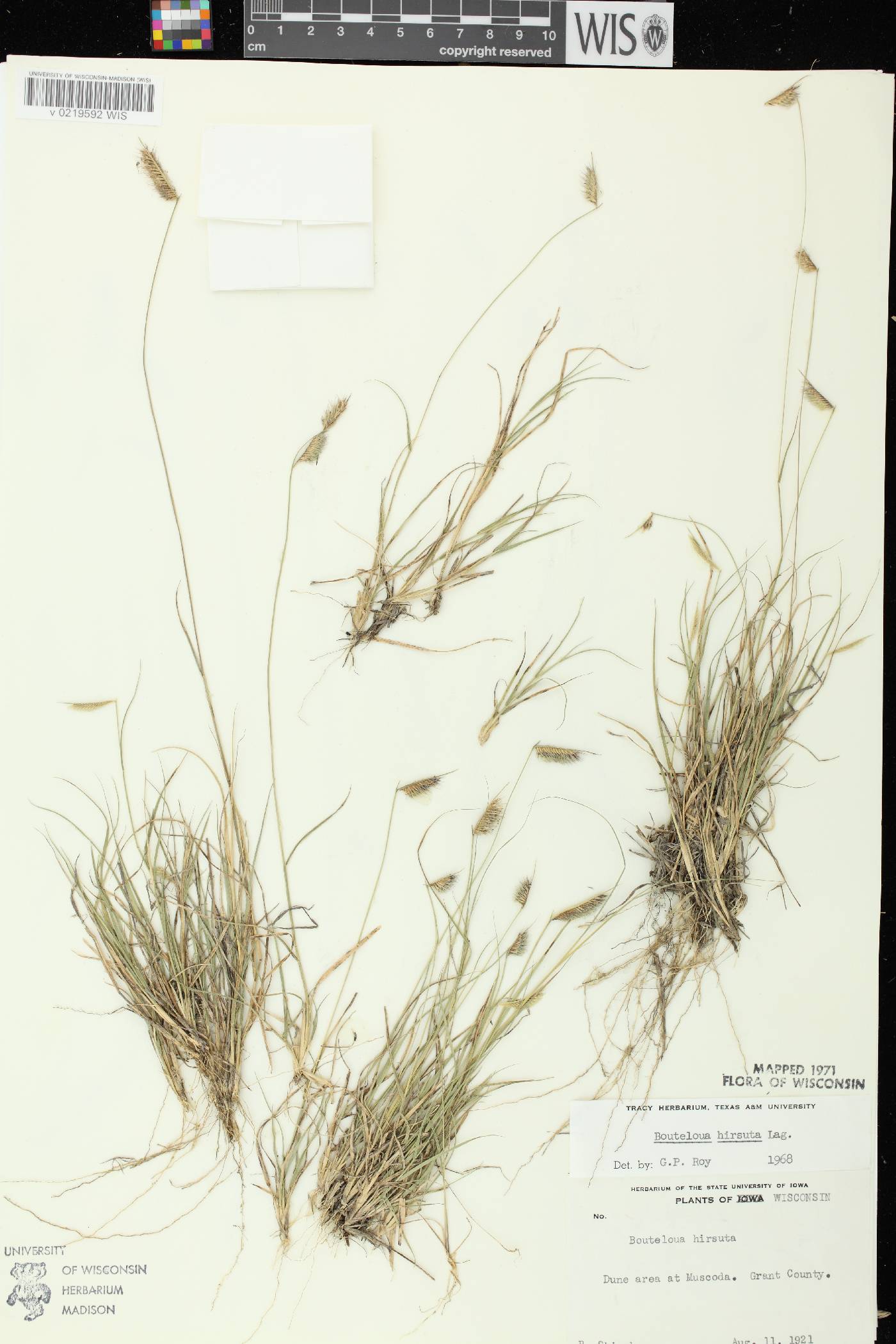 Bouteloua hirsuta subsp. hirsuta image