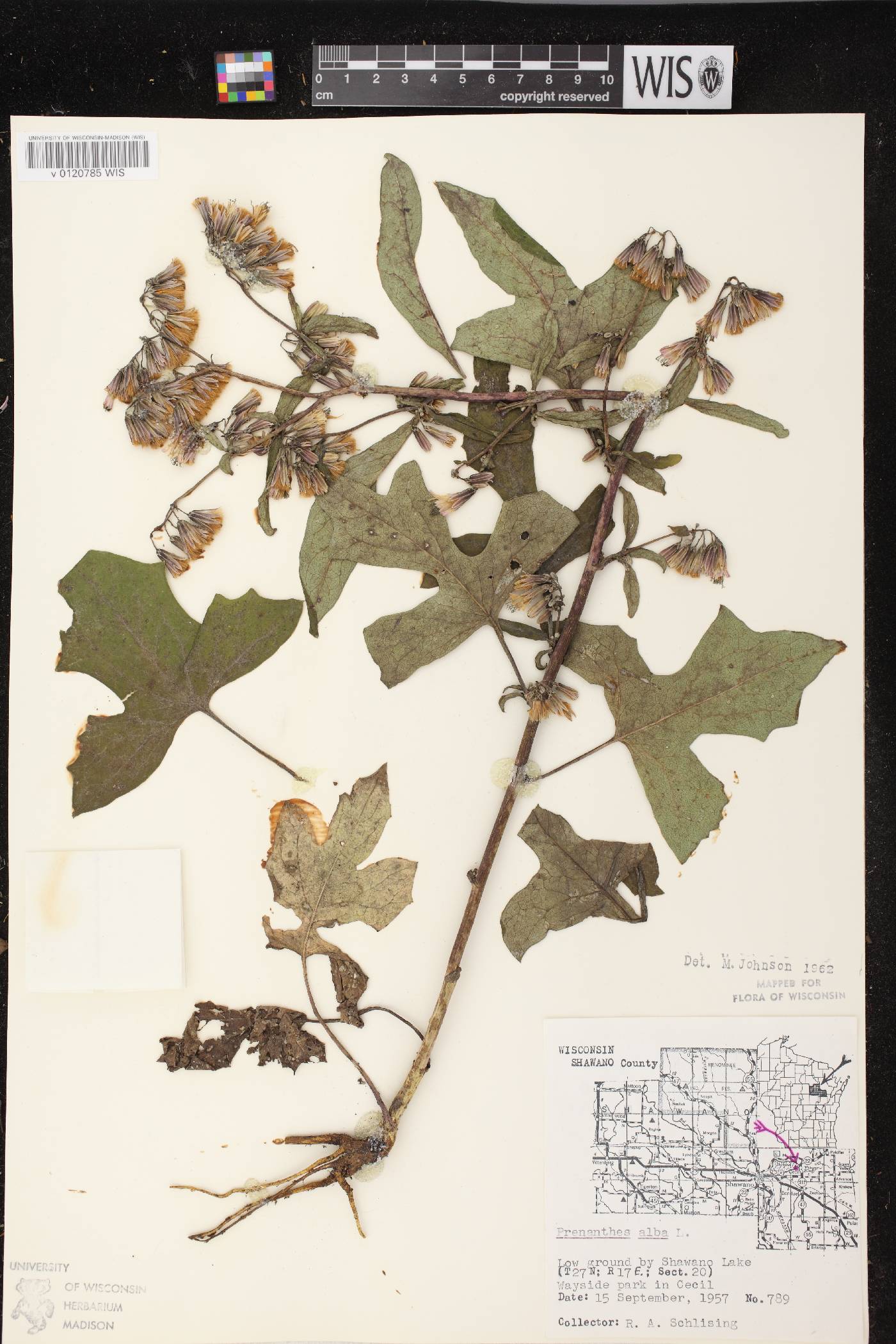 Prenanthes alba image