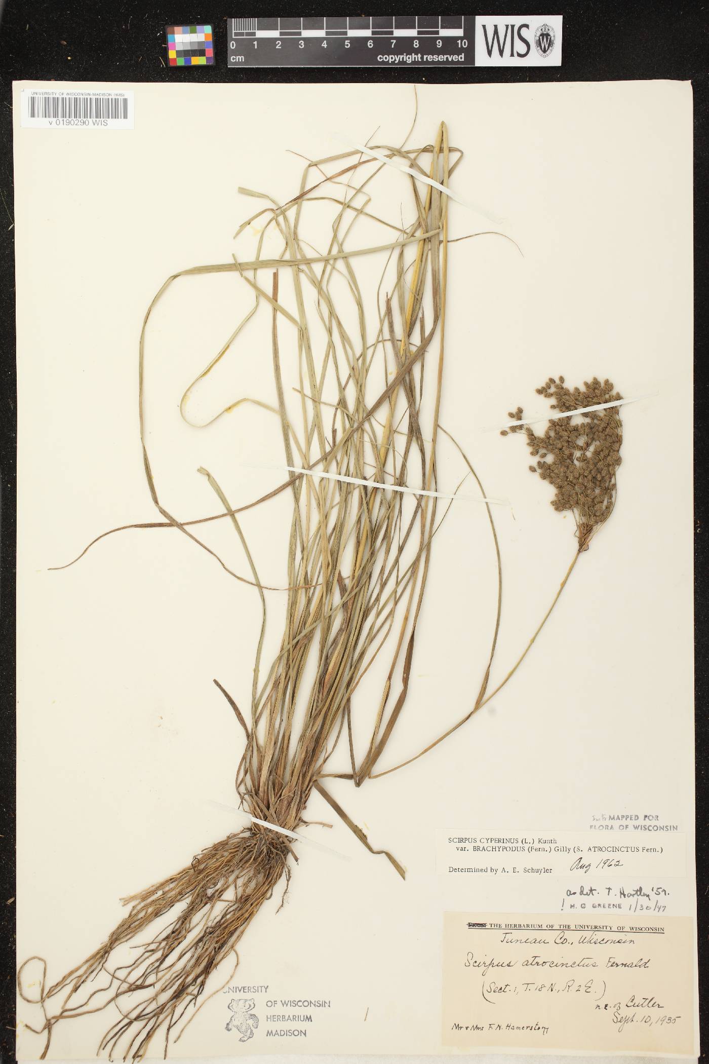 Scirpus atrocinctus image