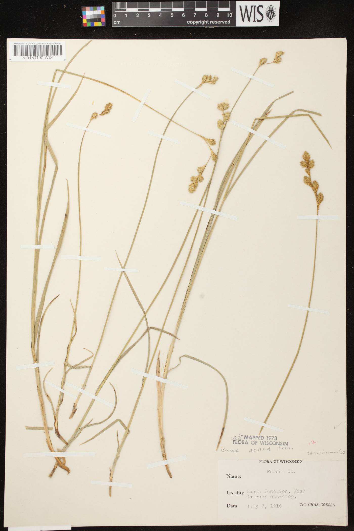 Carex foenea image