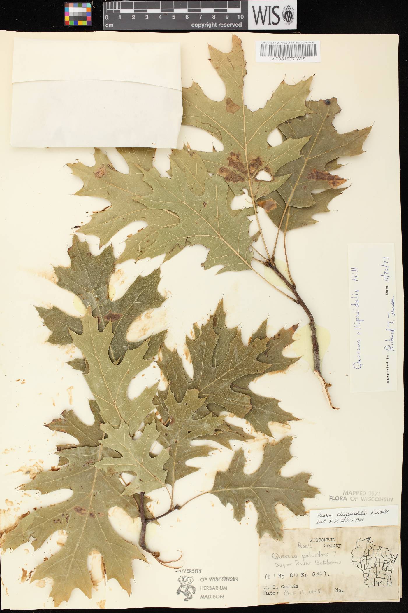 Quercus ellipsoidalis image