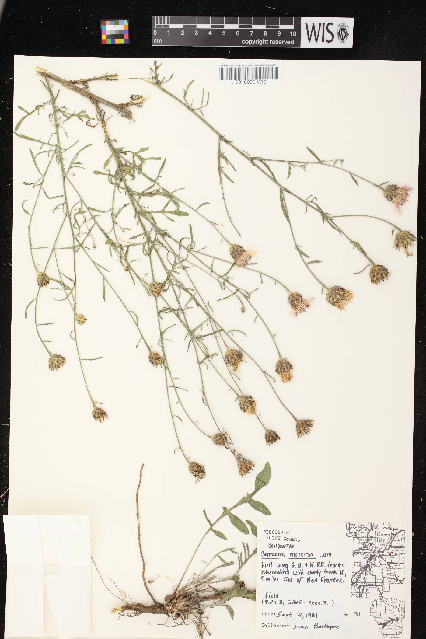 Centaurea stoebe subsp. micranthos image