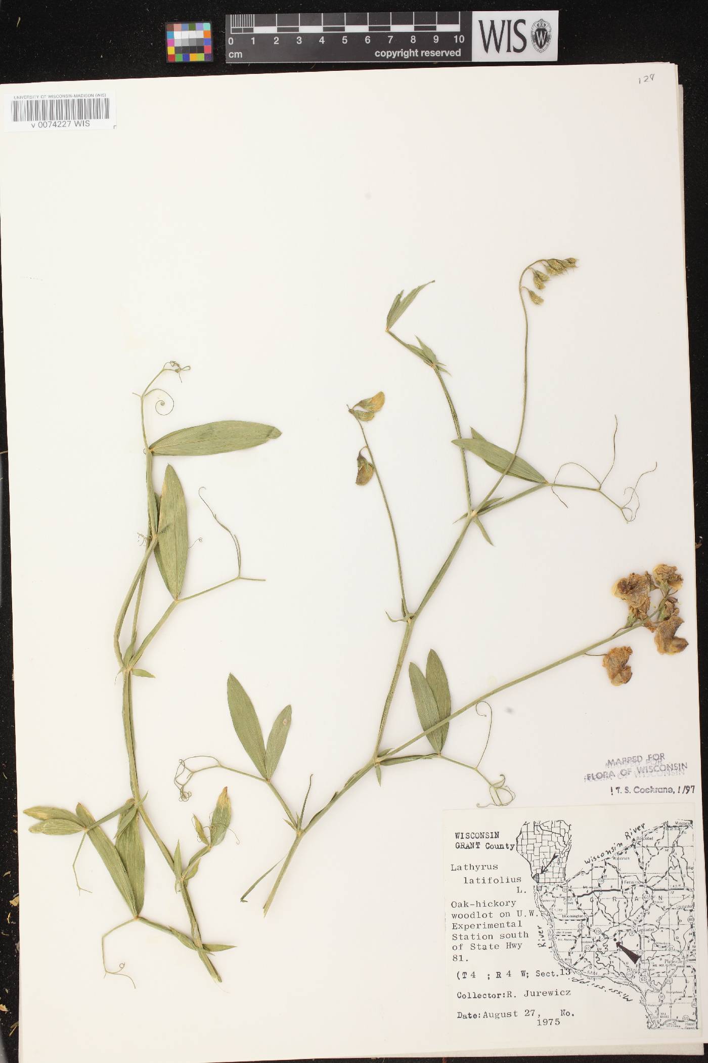 Lathyrus latifolius image