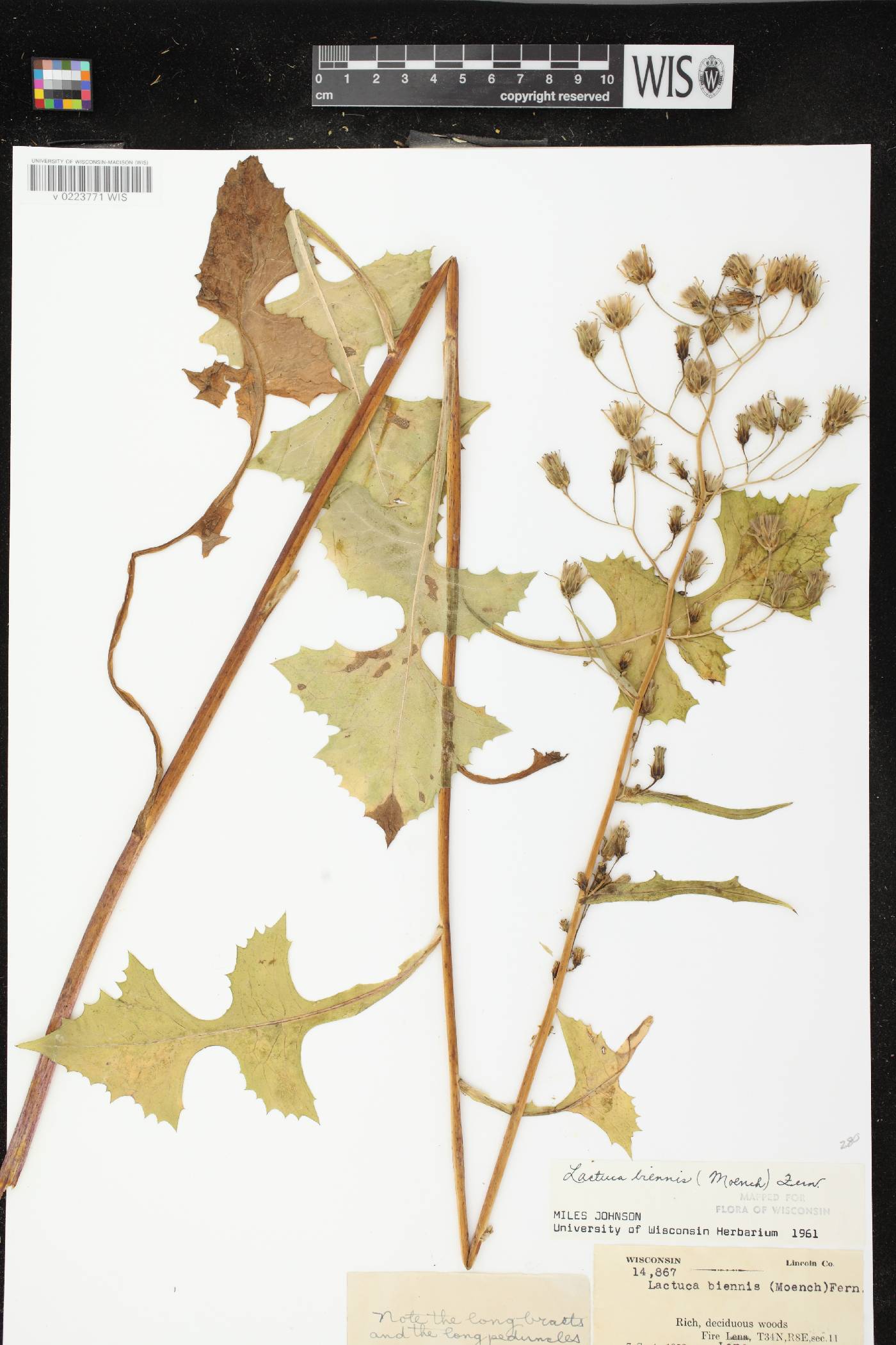 Lactuca biennis image