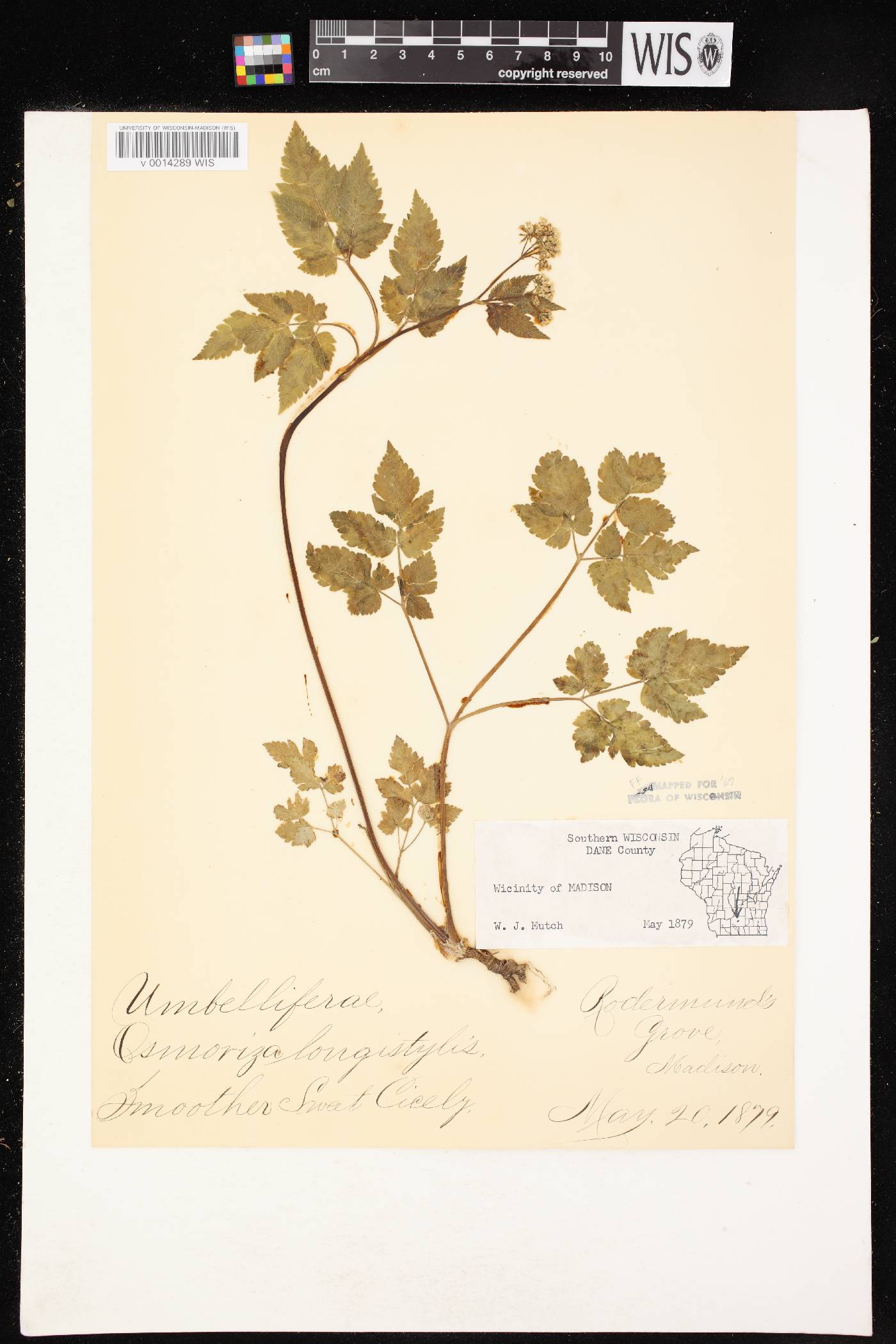 Osmorhiza longistylis image