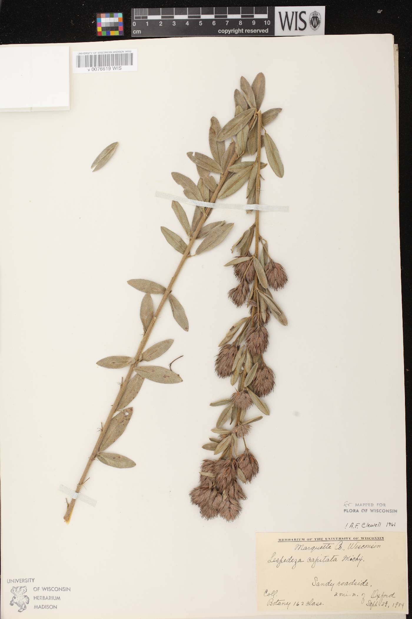 Lespedeza capitata image