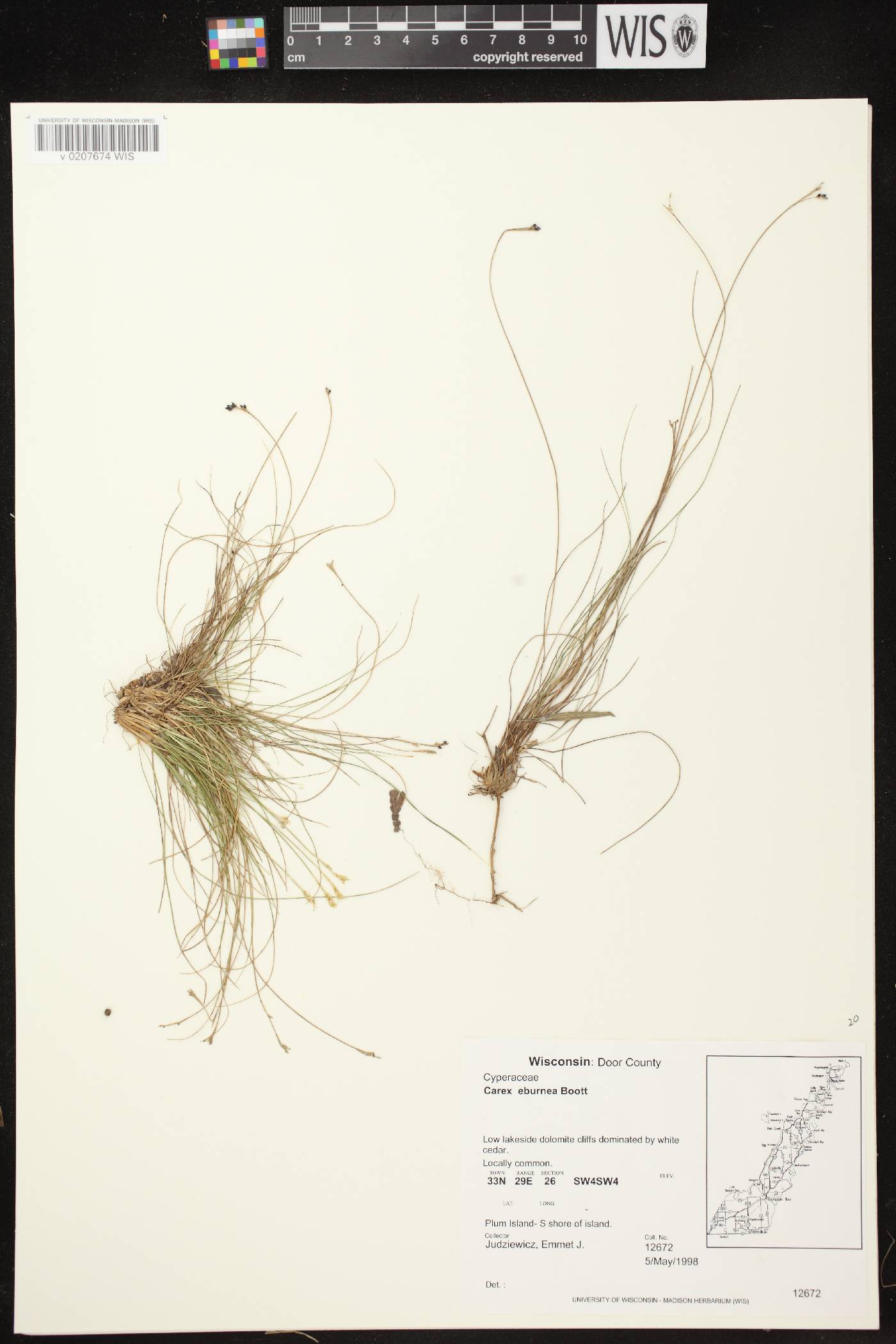 Carex eburnea image