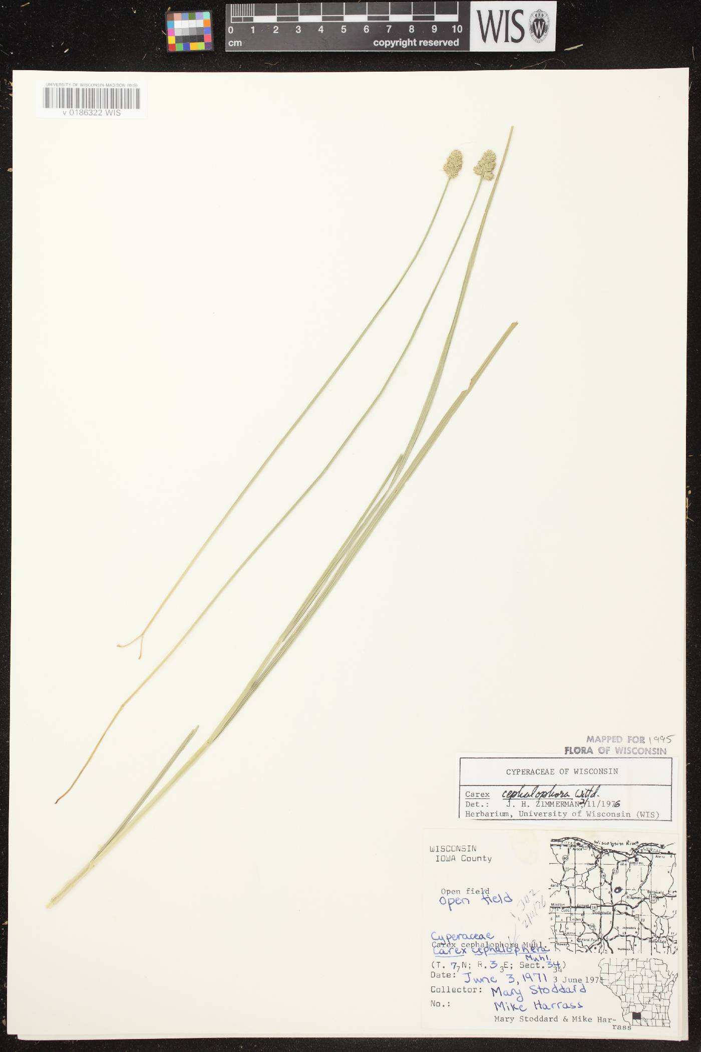 Carex cephalophora image