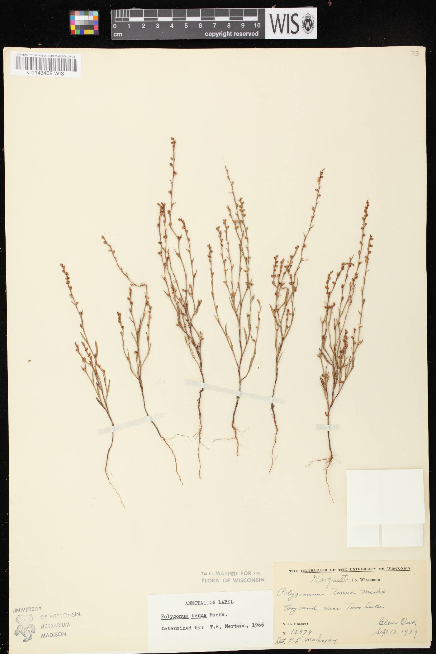 Polygonum tenue image