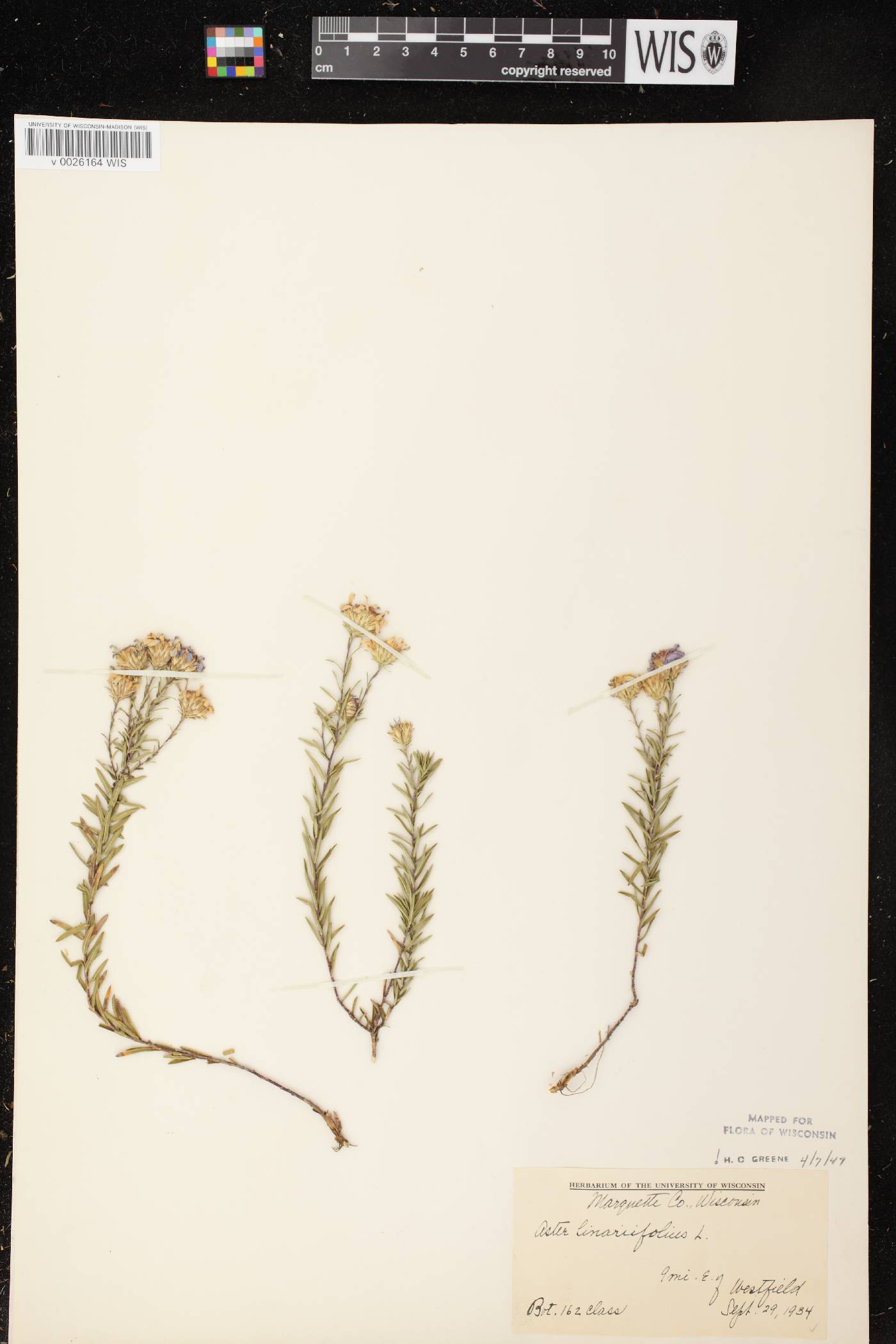 Ionactis linariifolia image