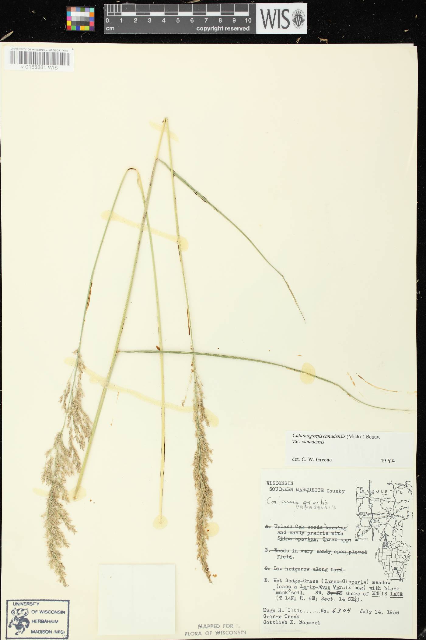 Calamagrostis canadensis var. canadensis image