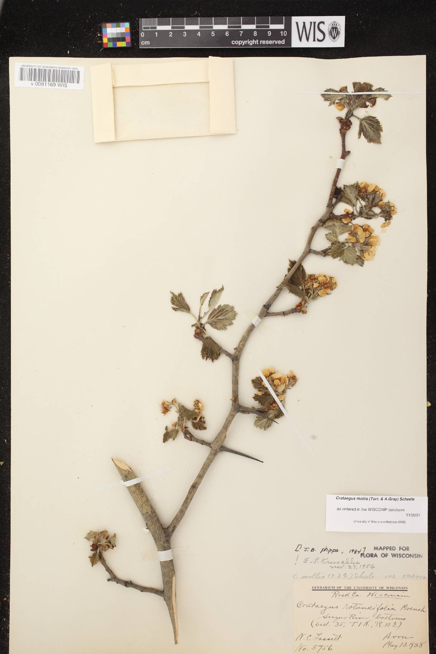 Crataegus mollis image