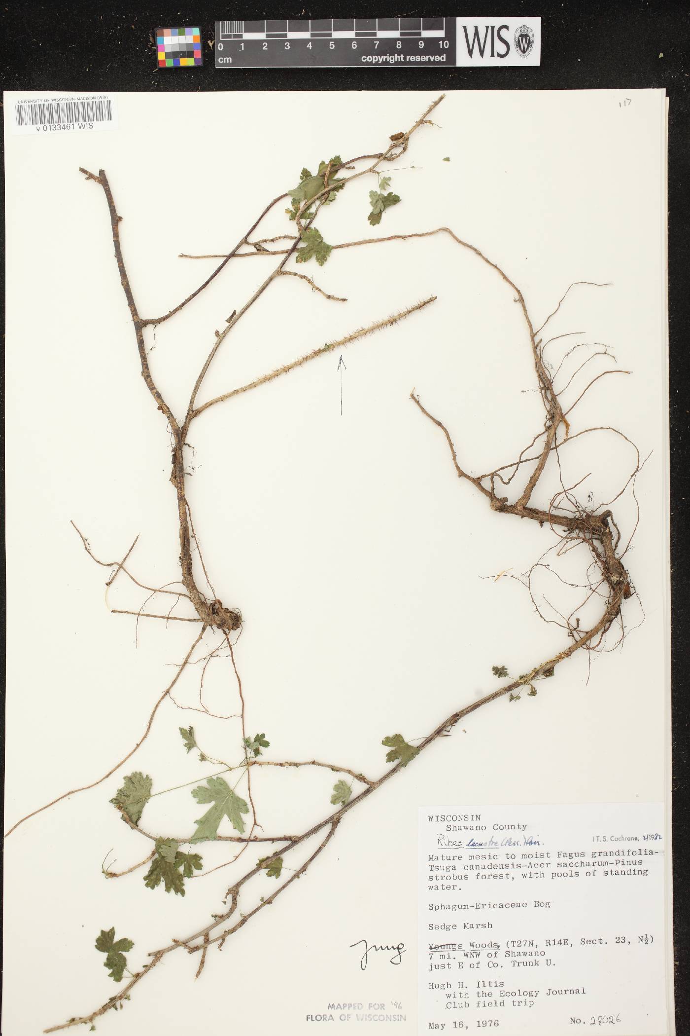 Ribes lacustre image