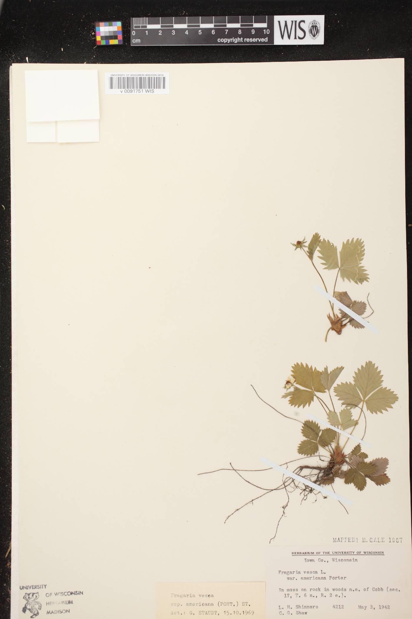 Fragaria vesca subsp. americana image