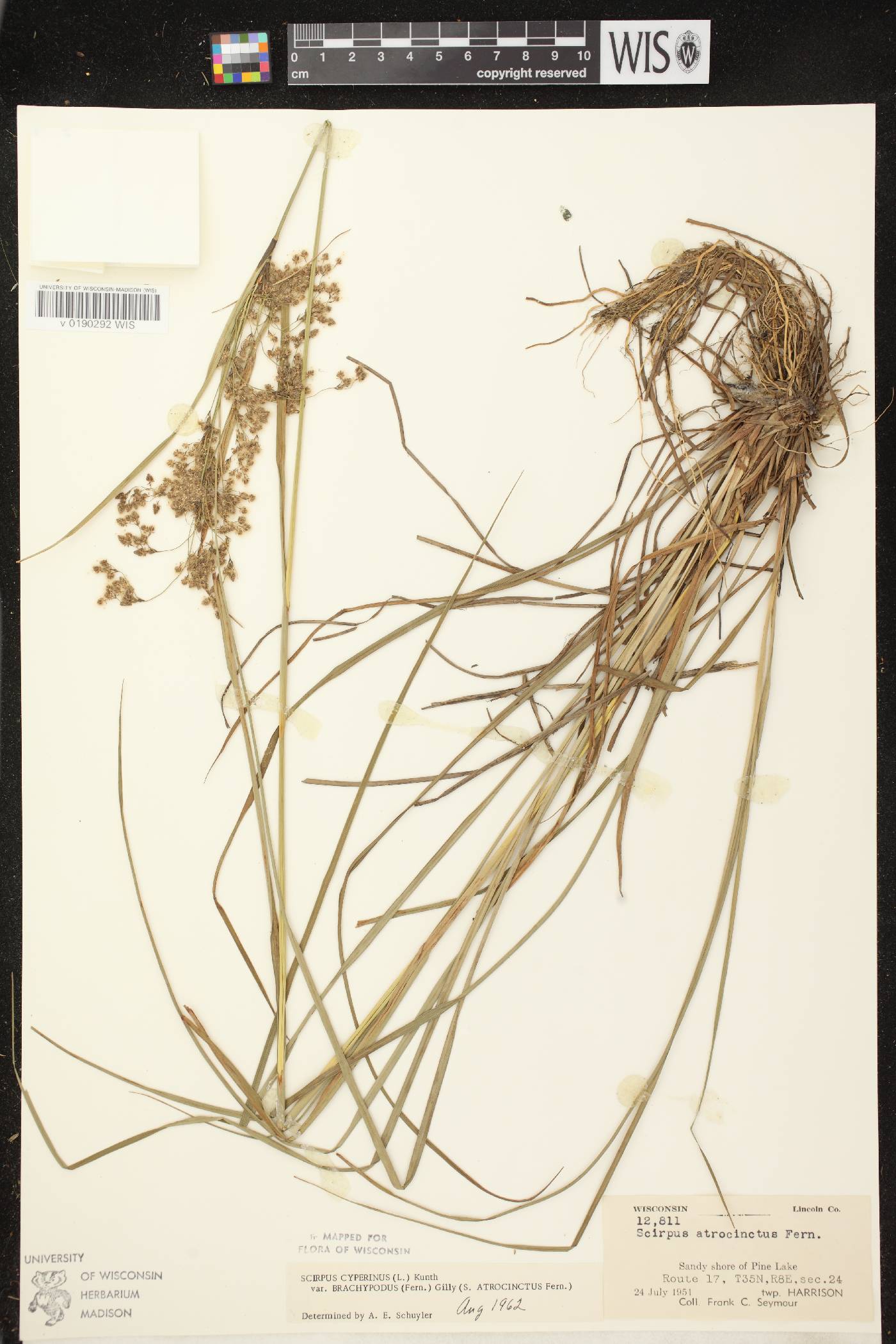 Scirpus atrocinctus image
