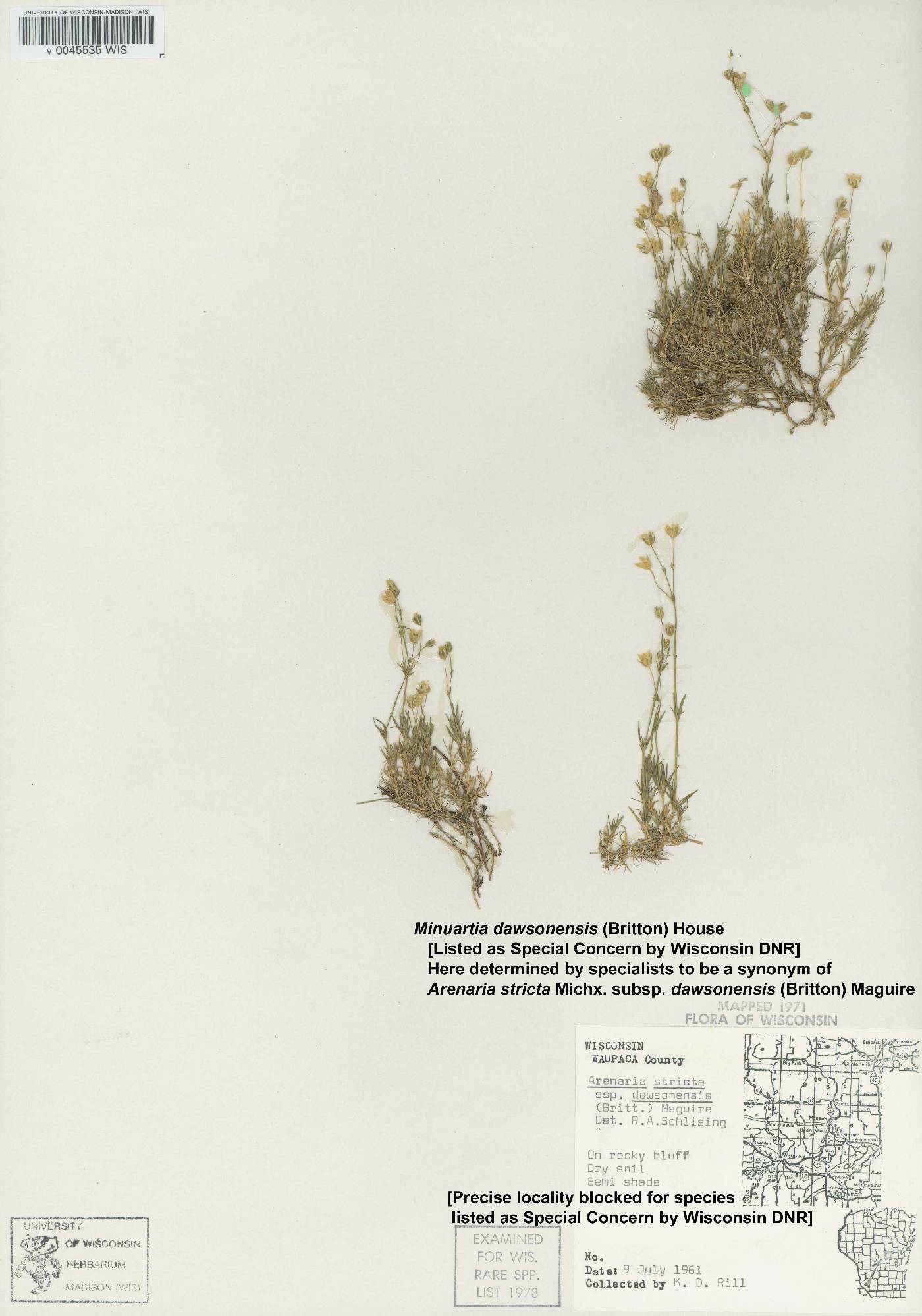 Minuartia dawsonensis image