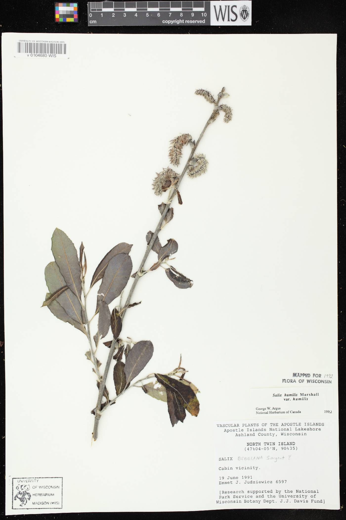 Salix humilis var. humilis image