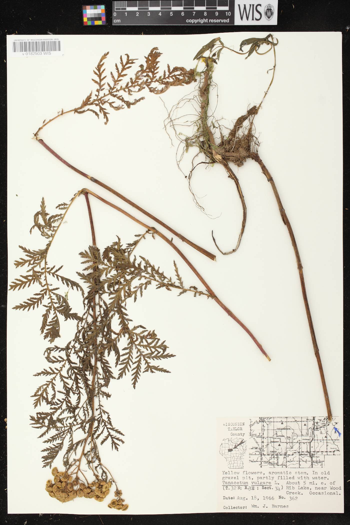Tanacetum vulgare image