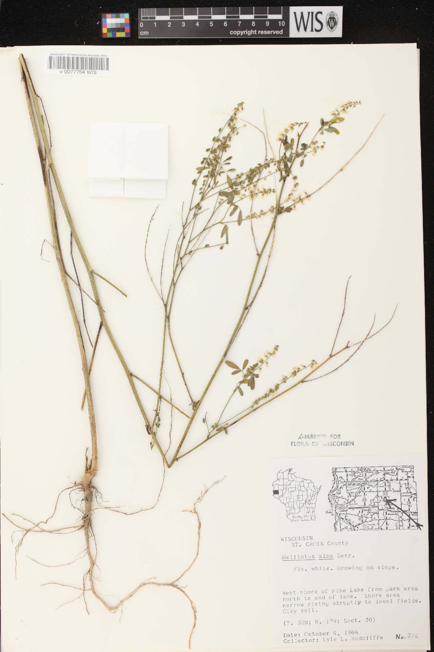 Melilotus albus image