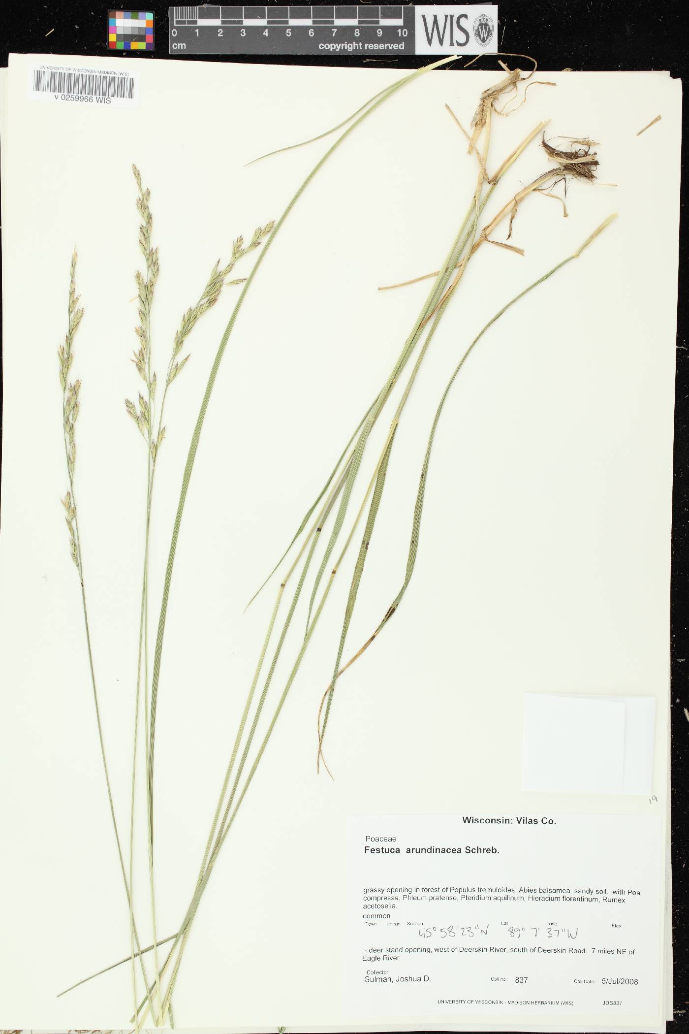 Lolium arundinaceum image