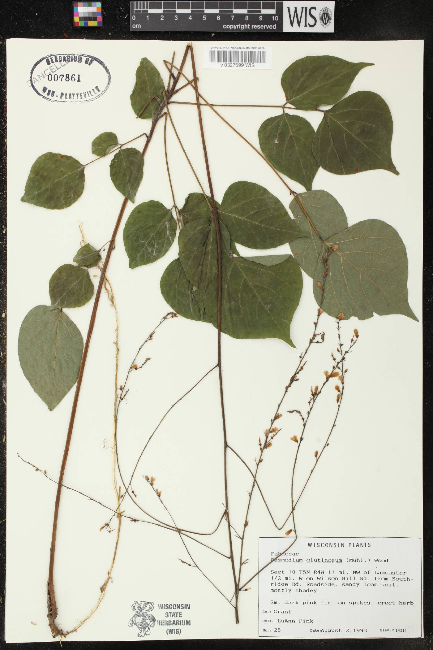 Hylodesmum glutinosum image