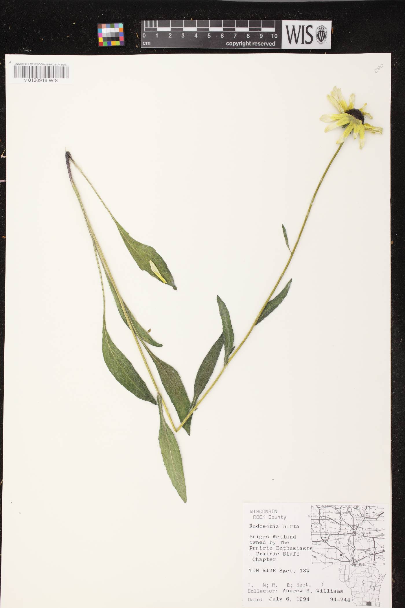 Rudbeckia hirta image