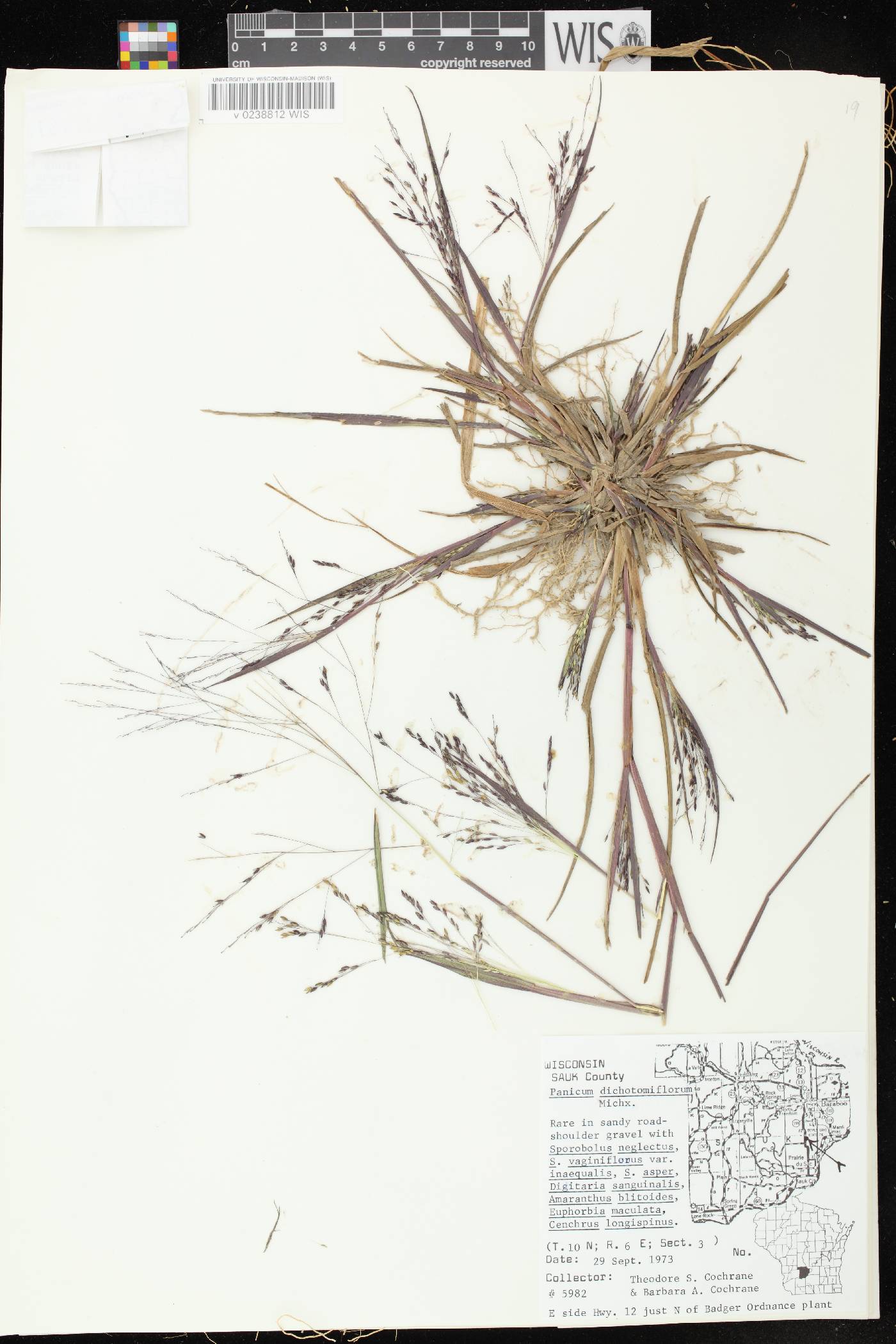 Panicum dichotomiflorum subsp. dichotomiflorum image