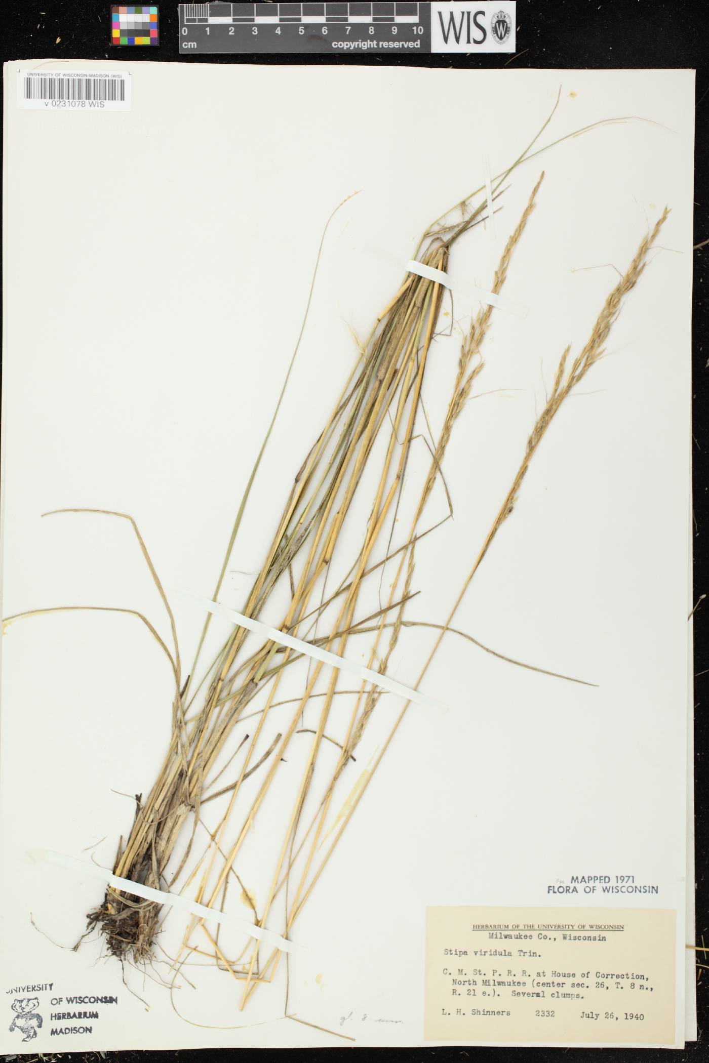 Nassella viridula image