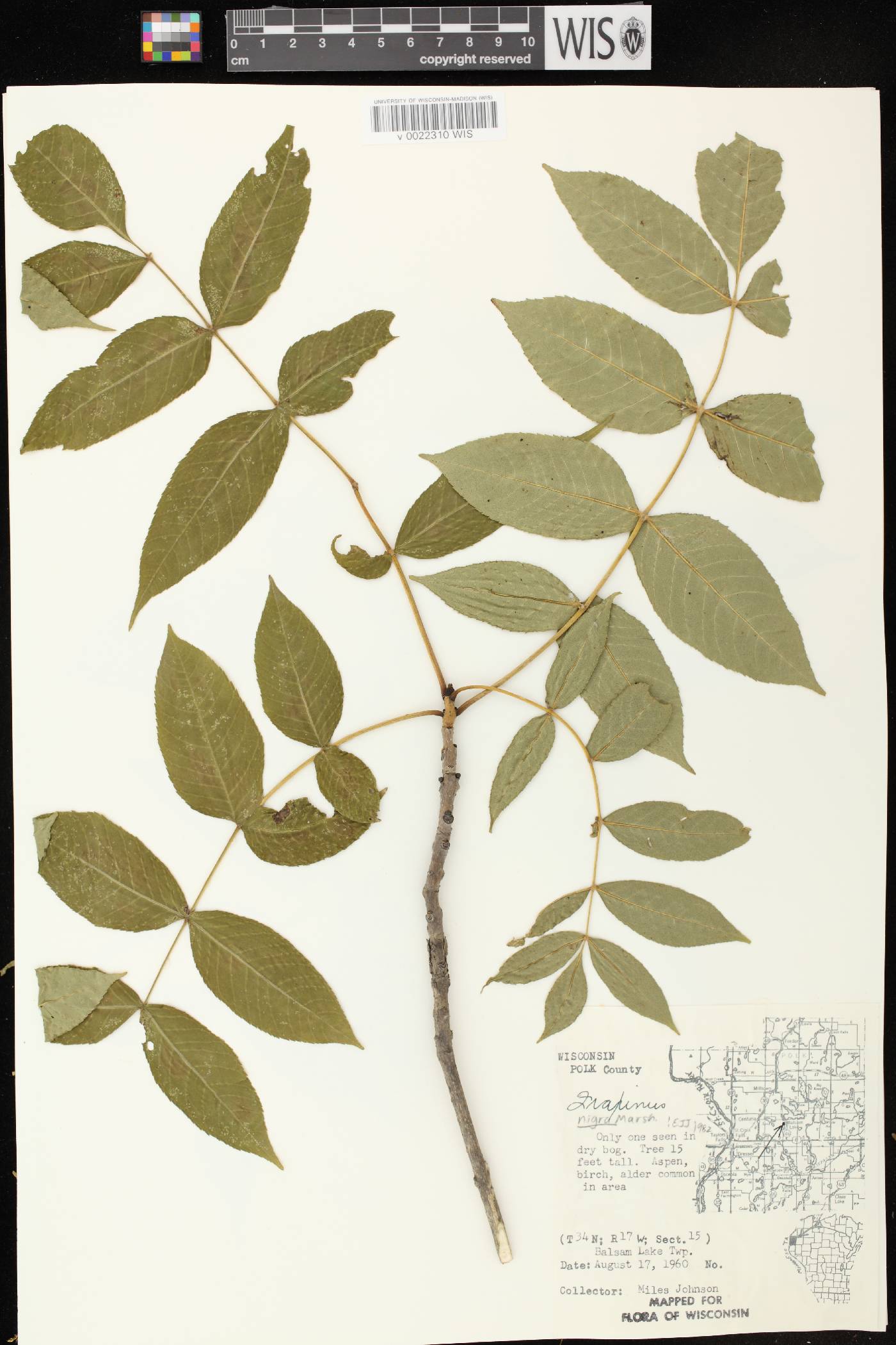 Fraxinus nigra image