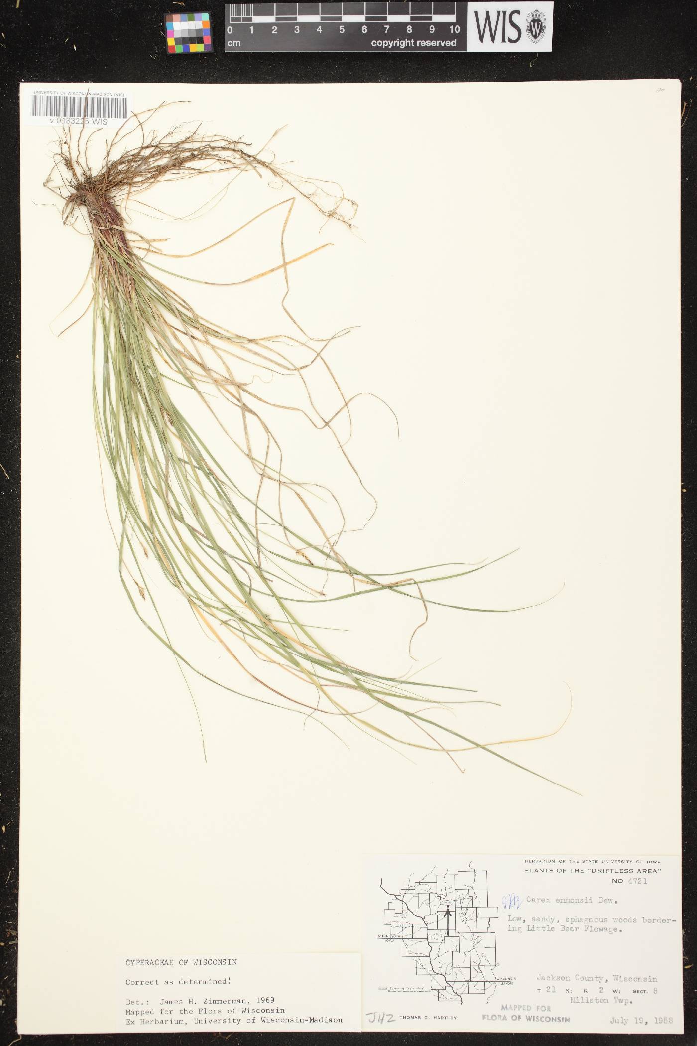 Carex albicans image