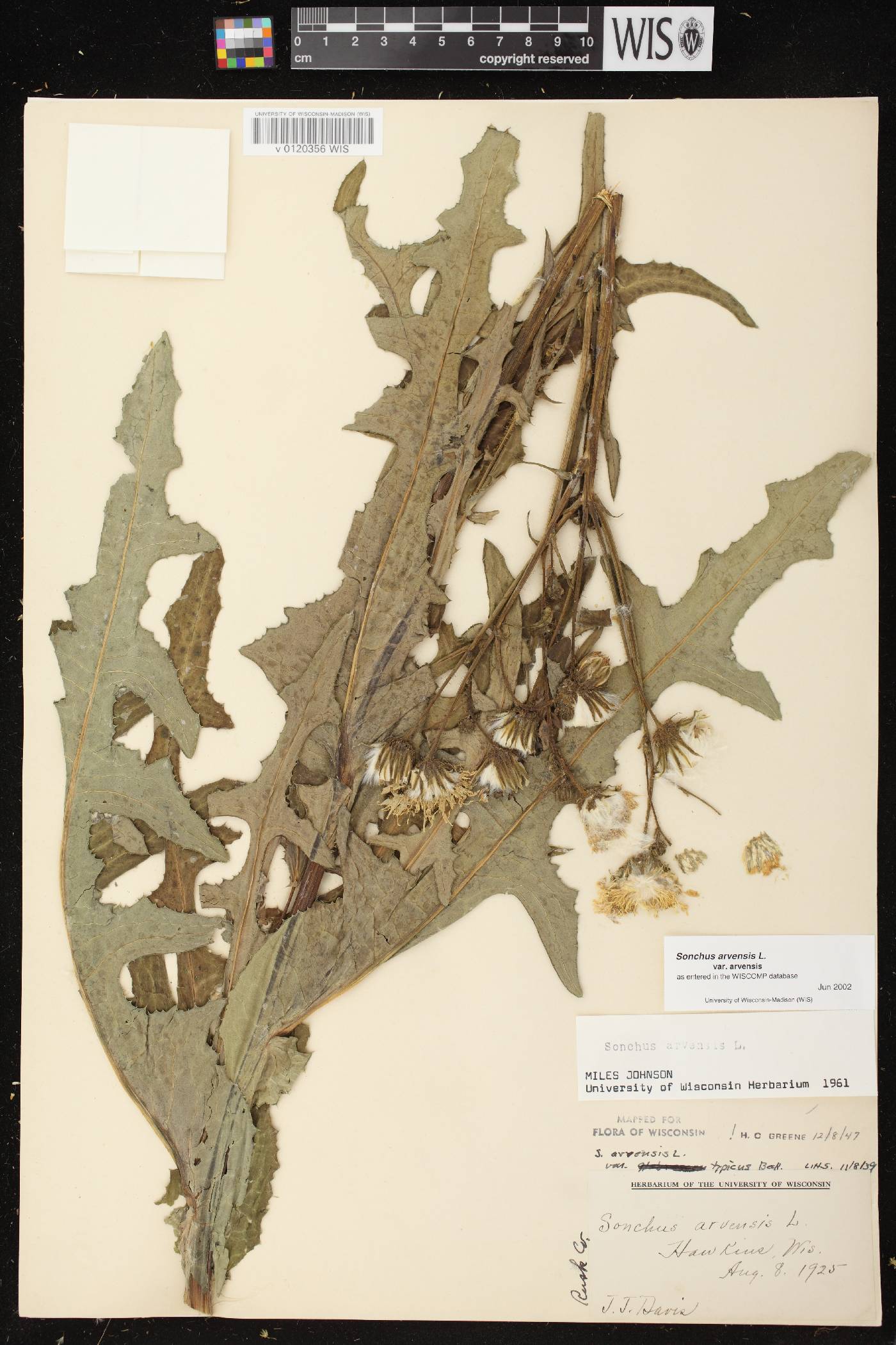 Sonchus arvensis image