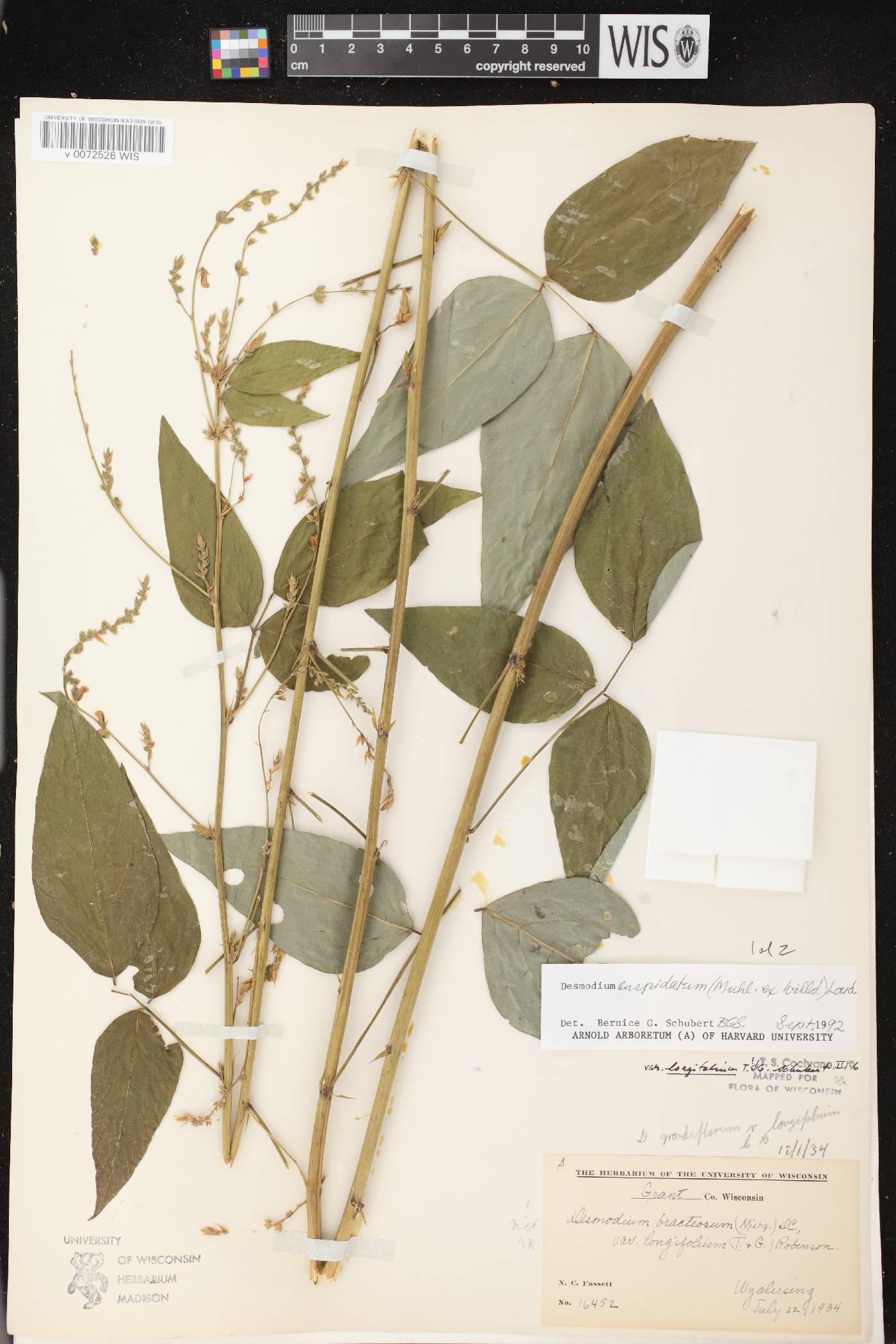 Desmodium cuspidatum image