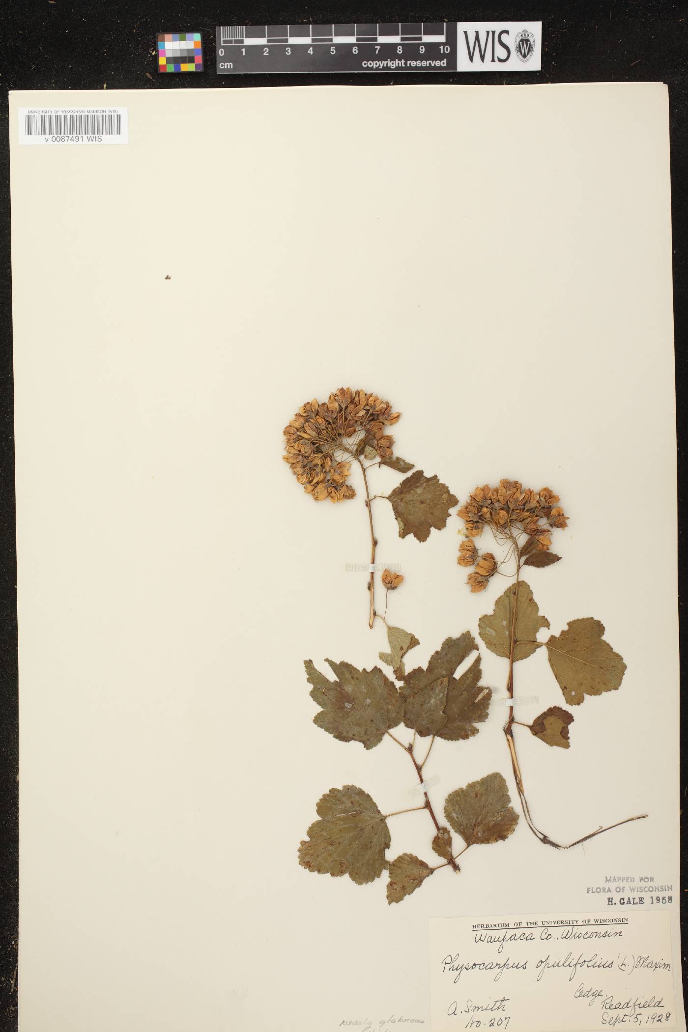 Physocarpus opulifolius image