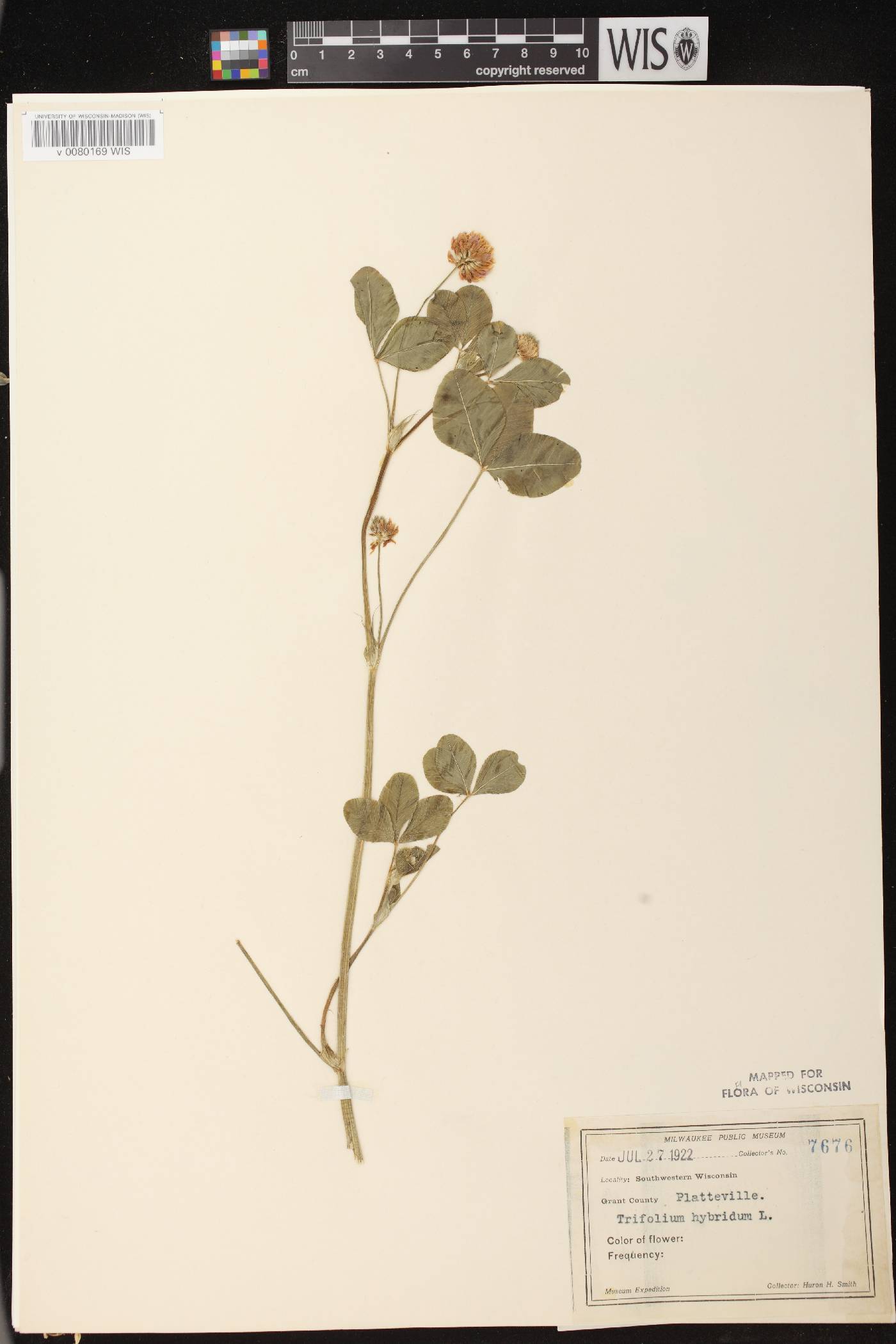 Trifolium hybridum image