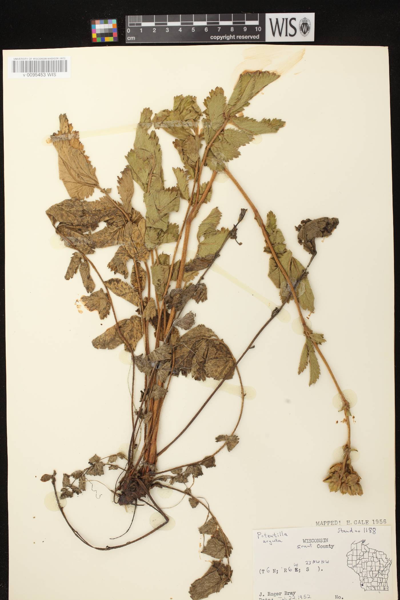 Drymocallis arguta image