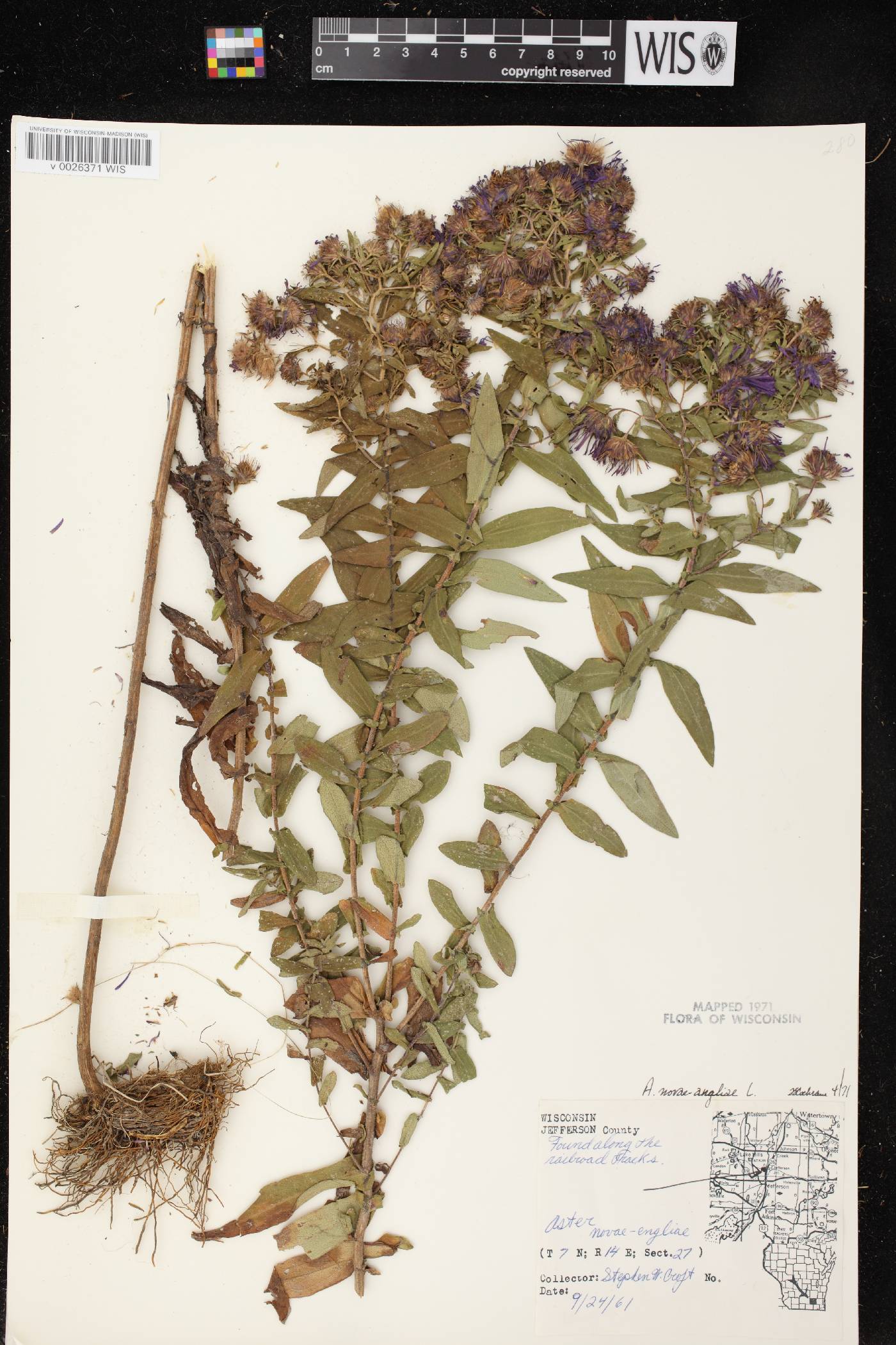 Symphyotrichum novae-angliae image