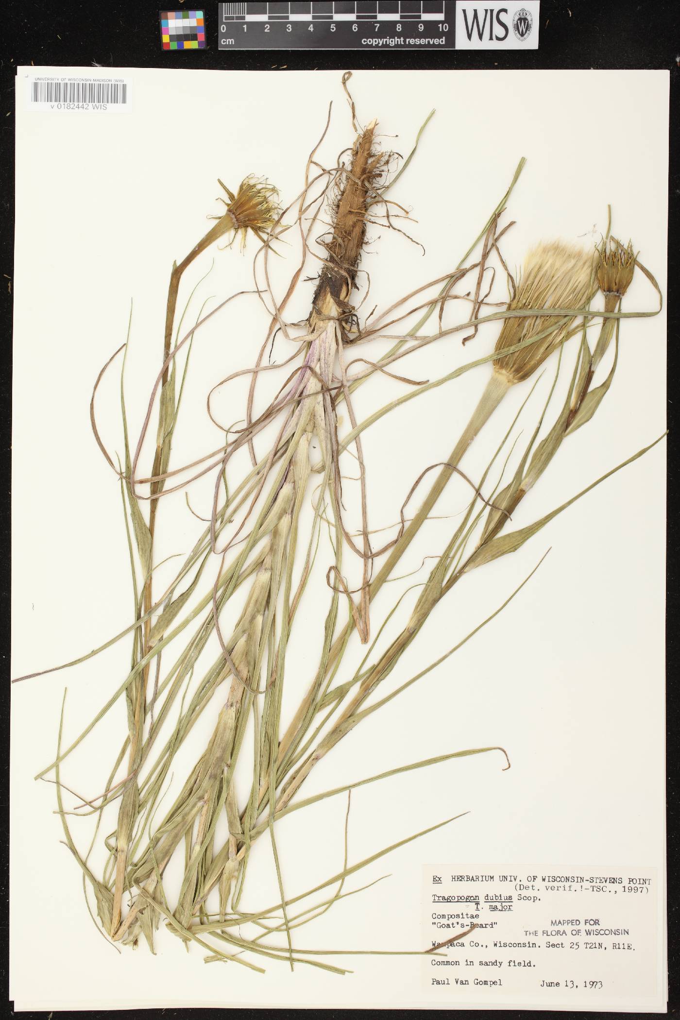 Tragopogon dubius image