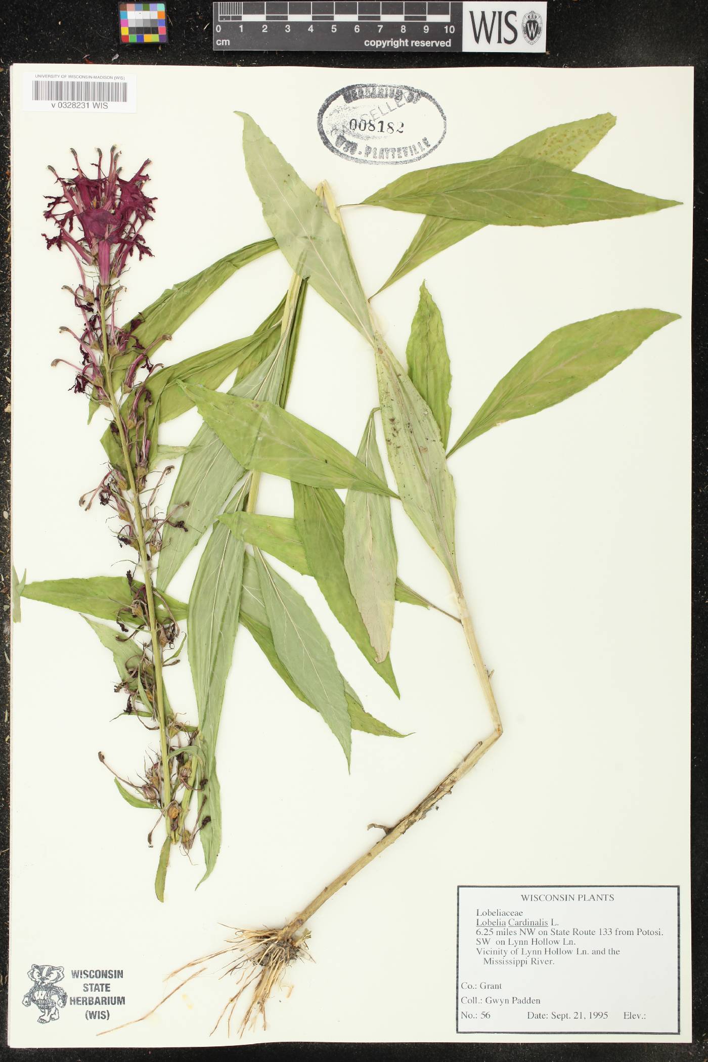 Lobelia cardinalis image