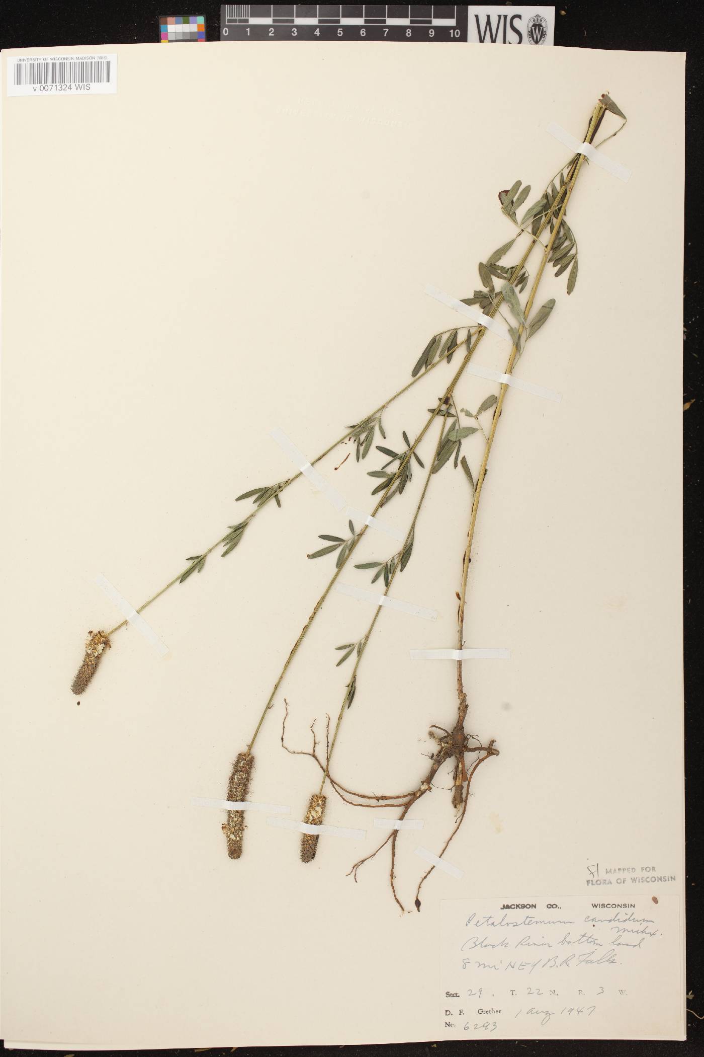 Dalea candida image