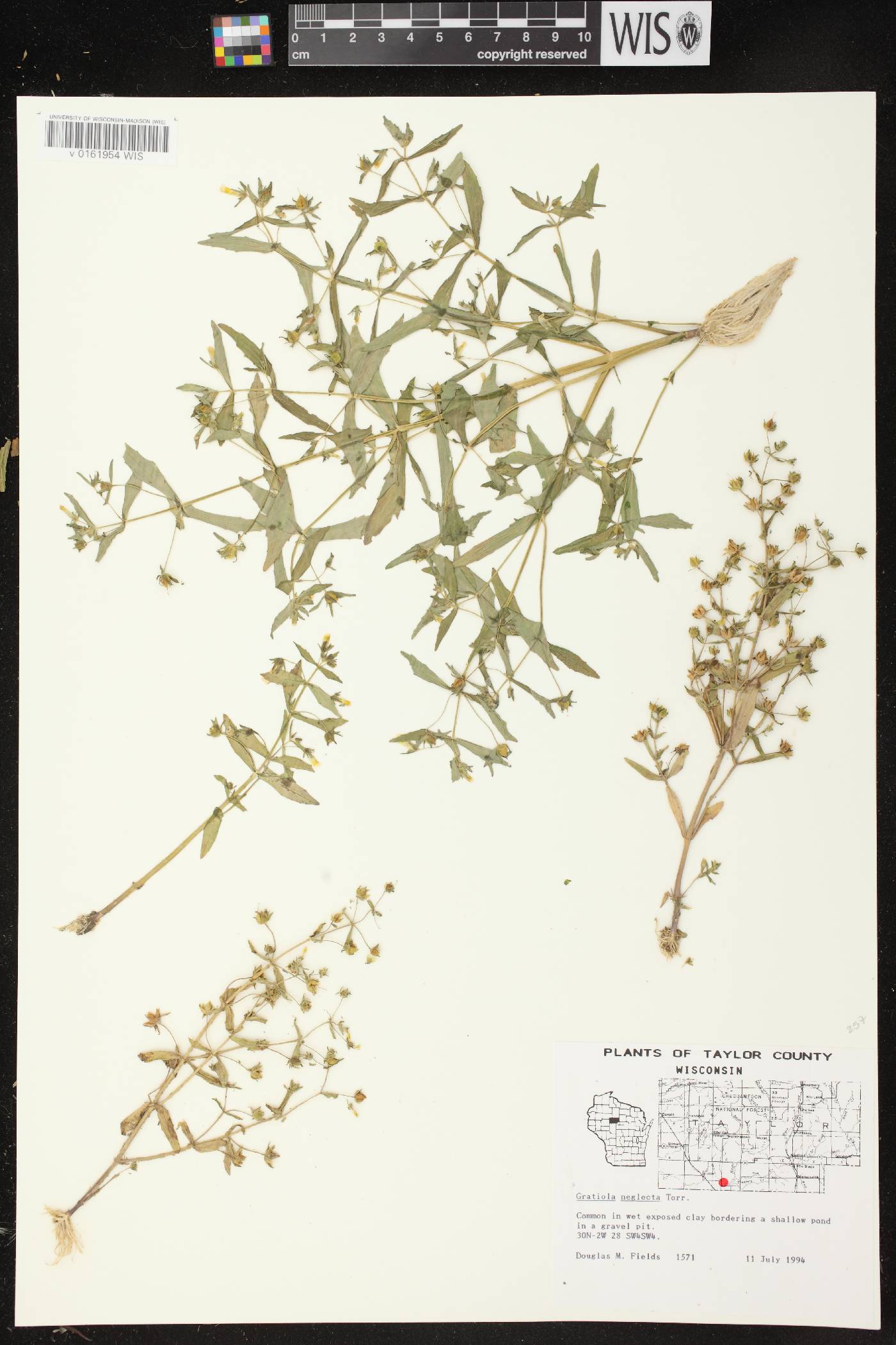 Gratiola neglecta image