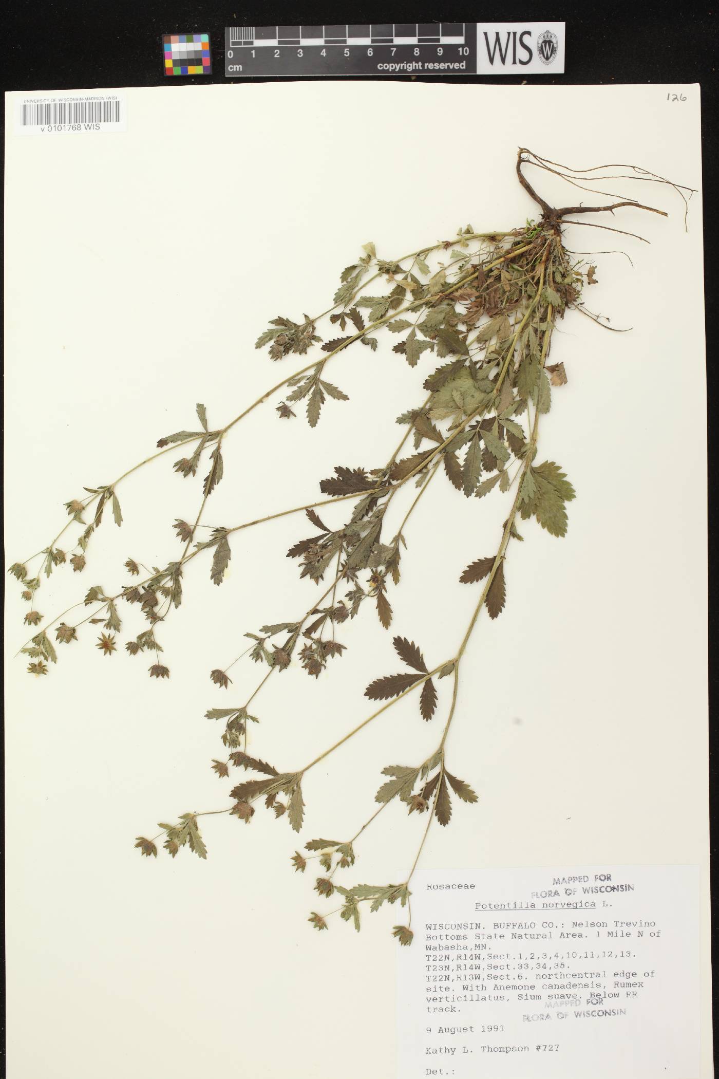 Potentilla norvegica image